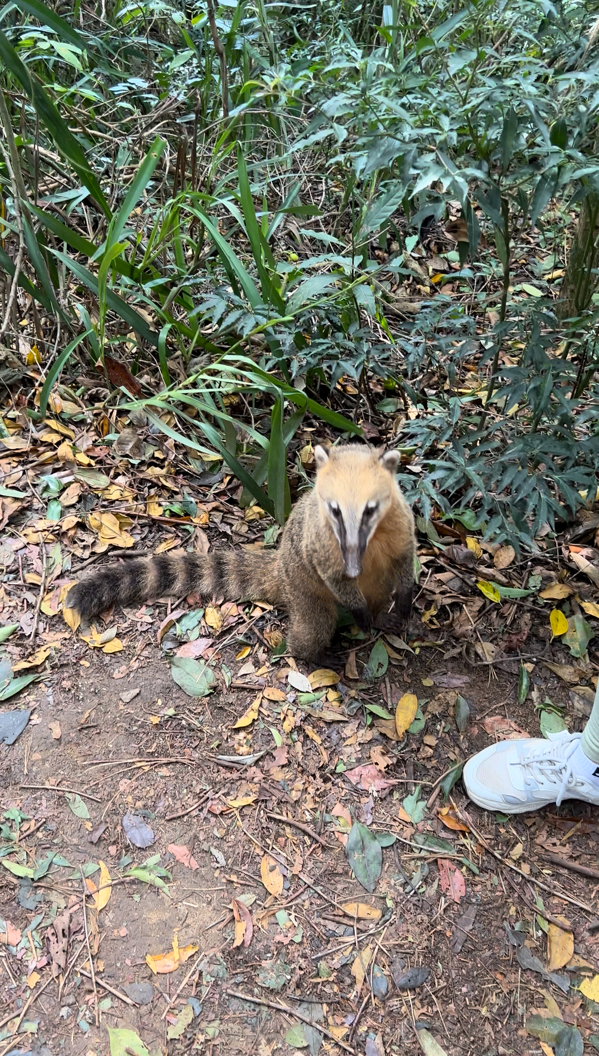 Индивидуальный, 1-2 человека  на автомобиле: три дня свободы под бразильским солнцем (4/35)
