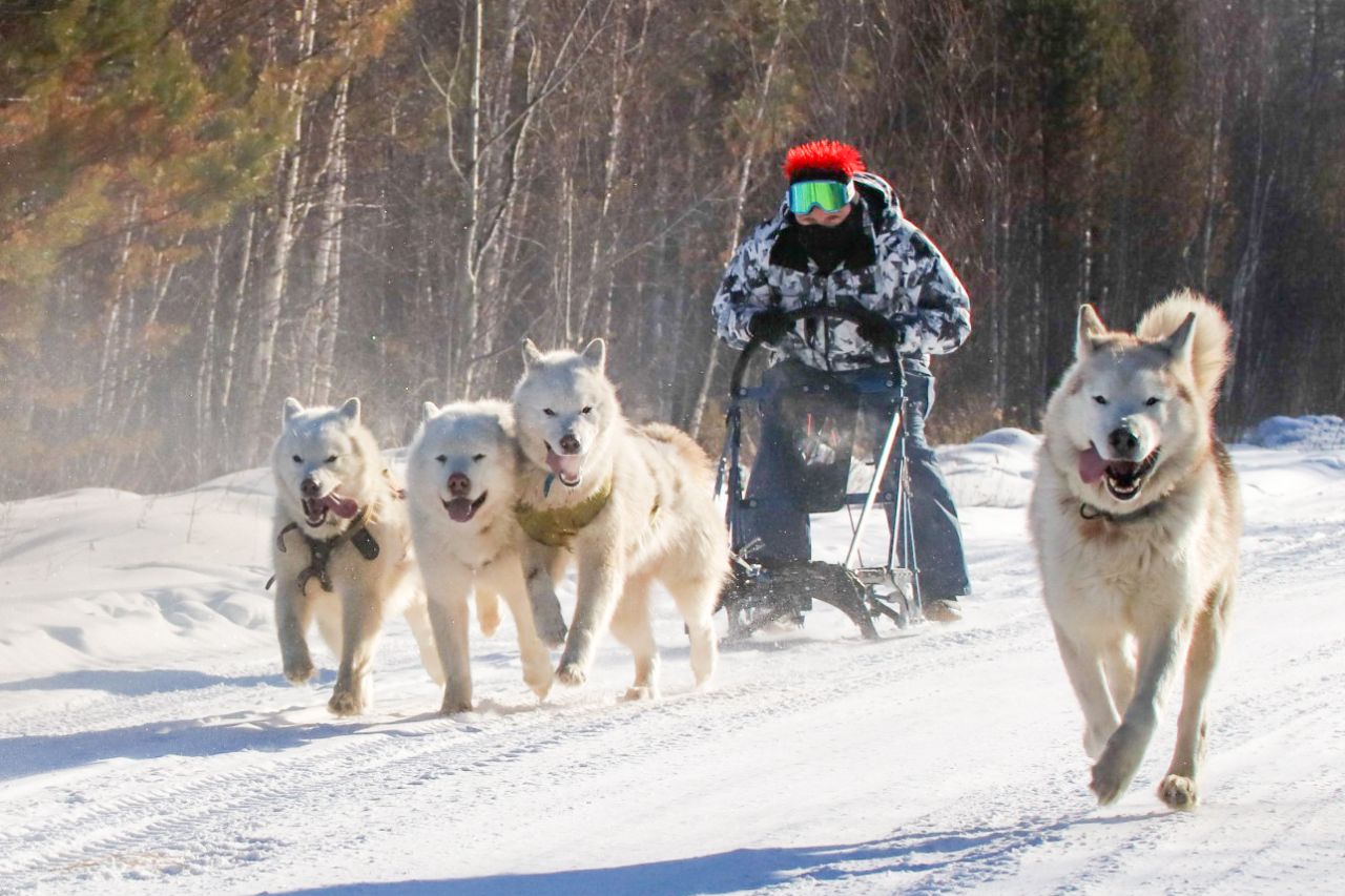 Листвянка. Собачьи упряжки