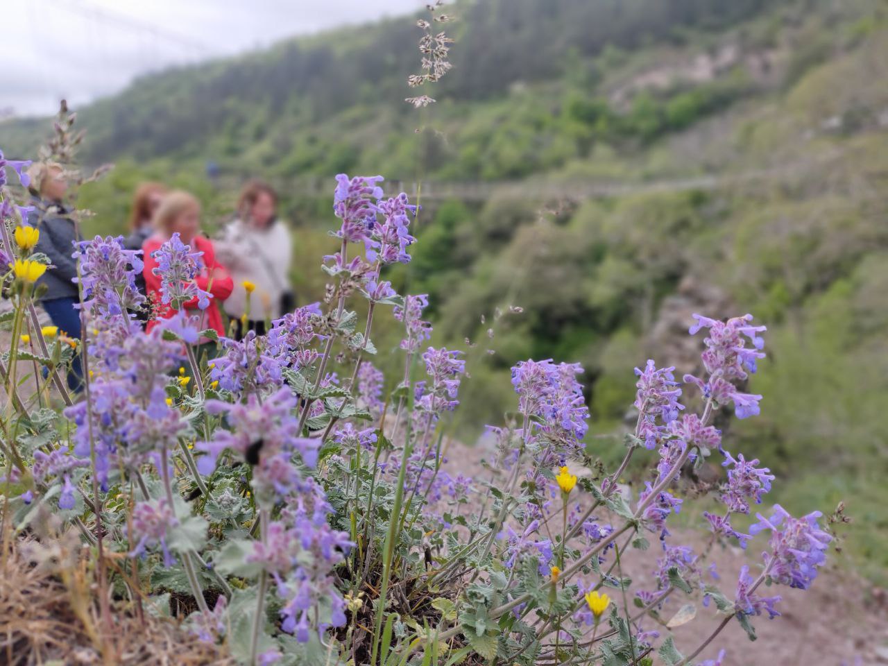 Армения в сердце (13/27)
