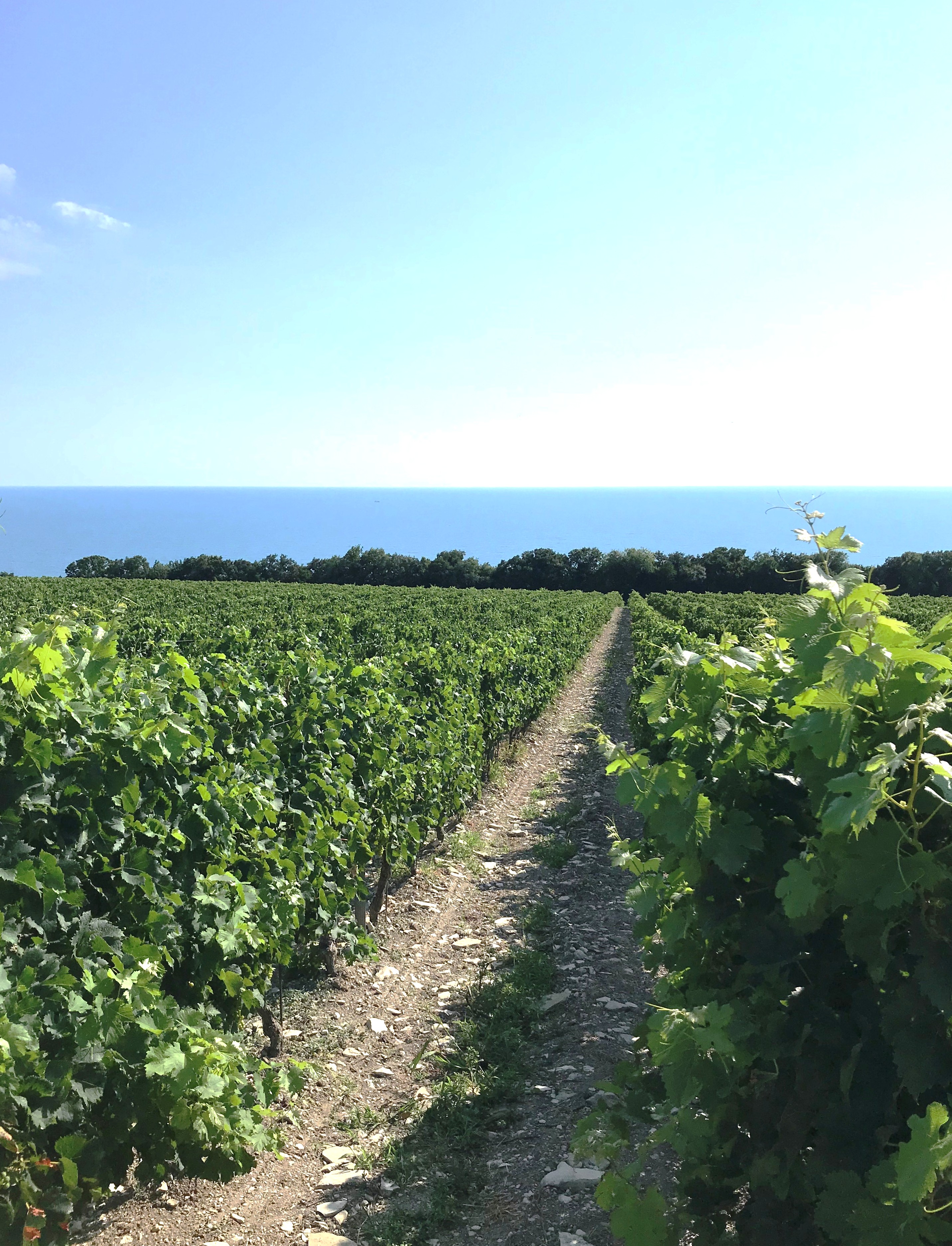 Русская Тоскана - винный тур (44/52)