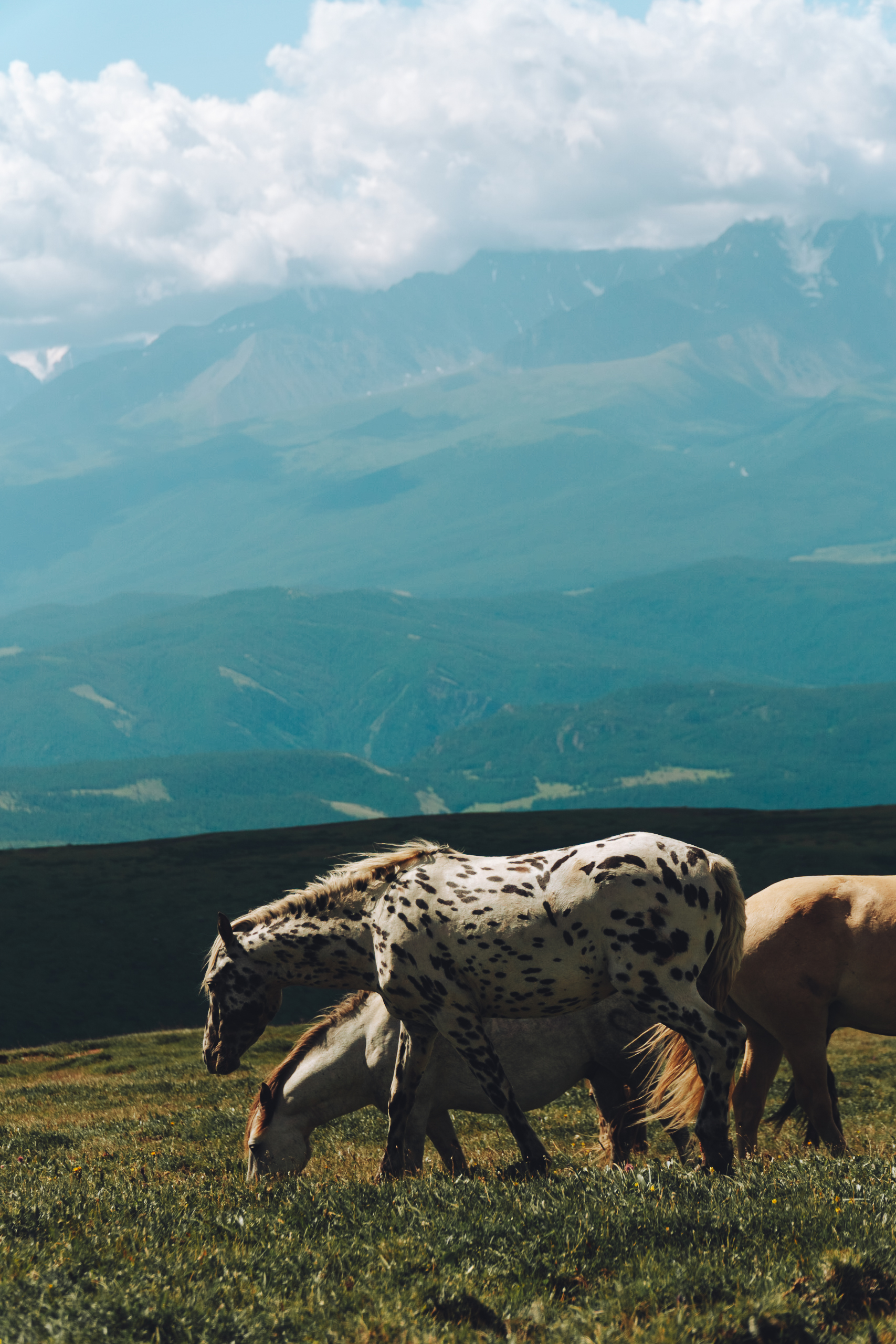 Тур Кольцевой Алтай + развлечения (14/46)