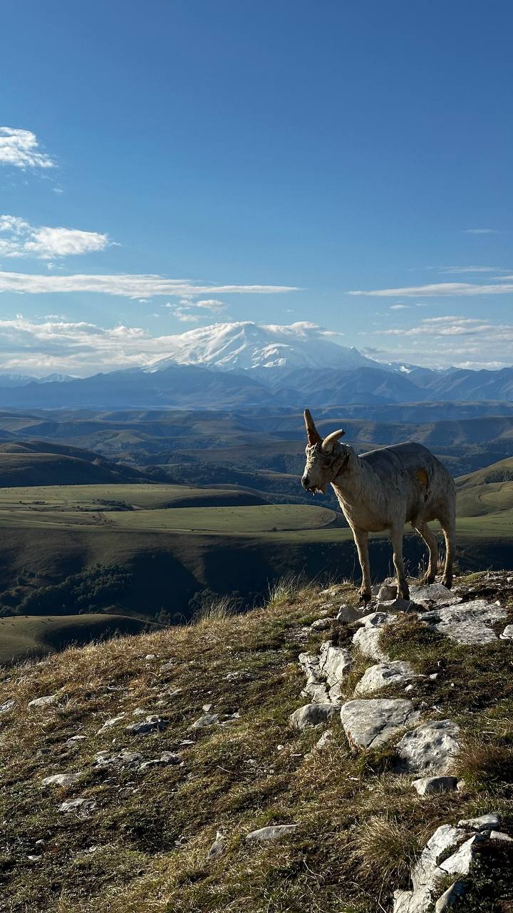 Домбай. Любовь с первого взгляда (11/25)