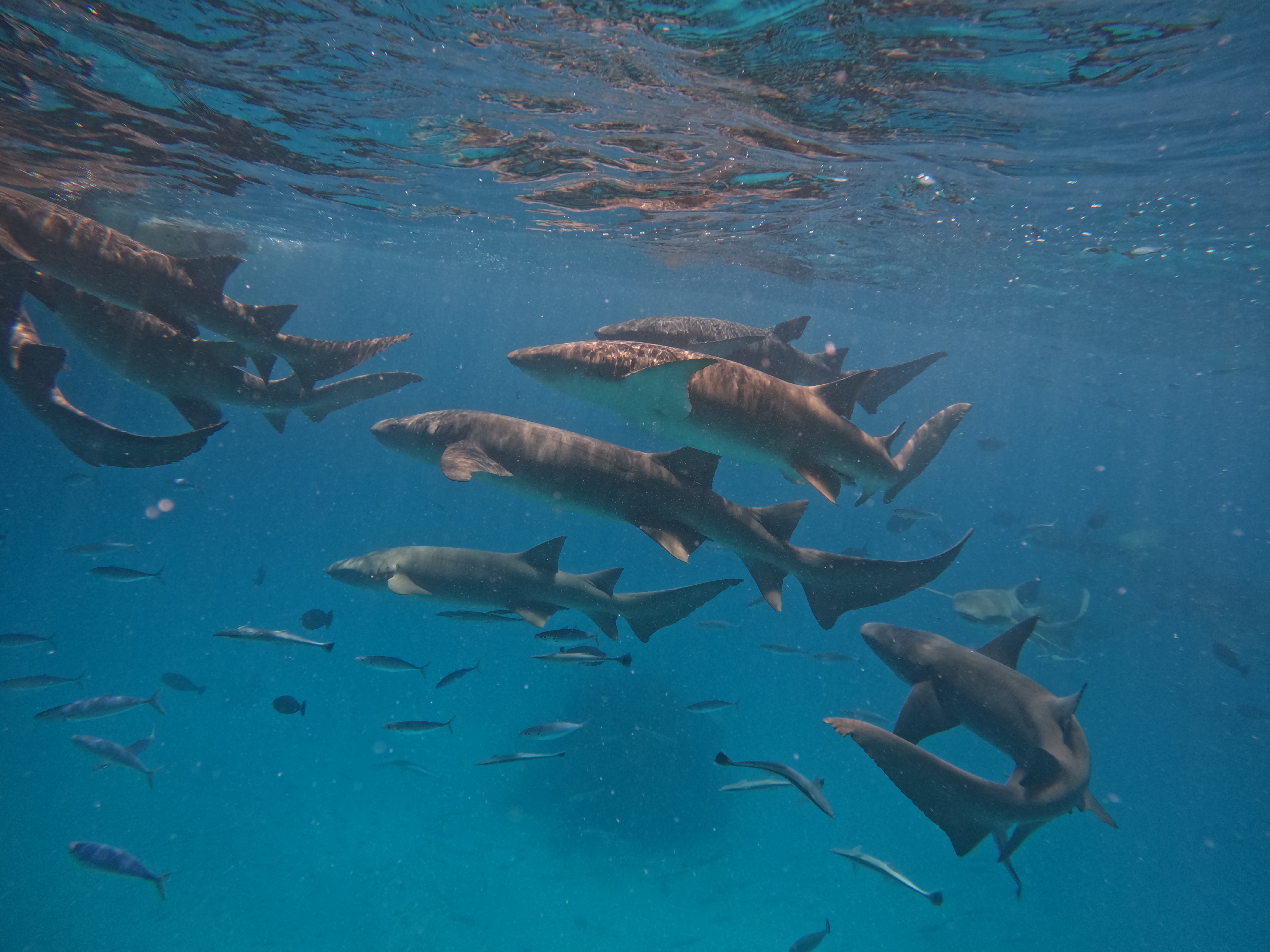 райские Мальдивы, 8 дней (9/111)