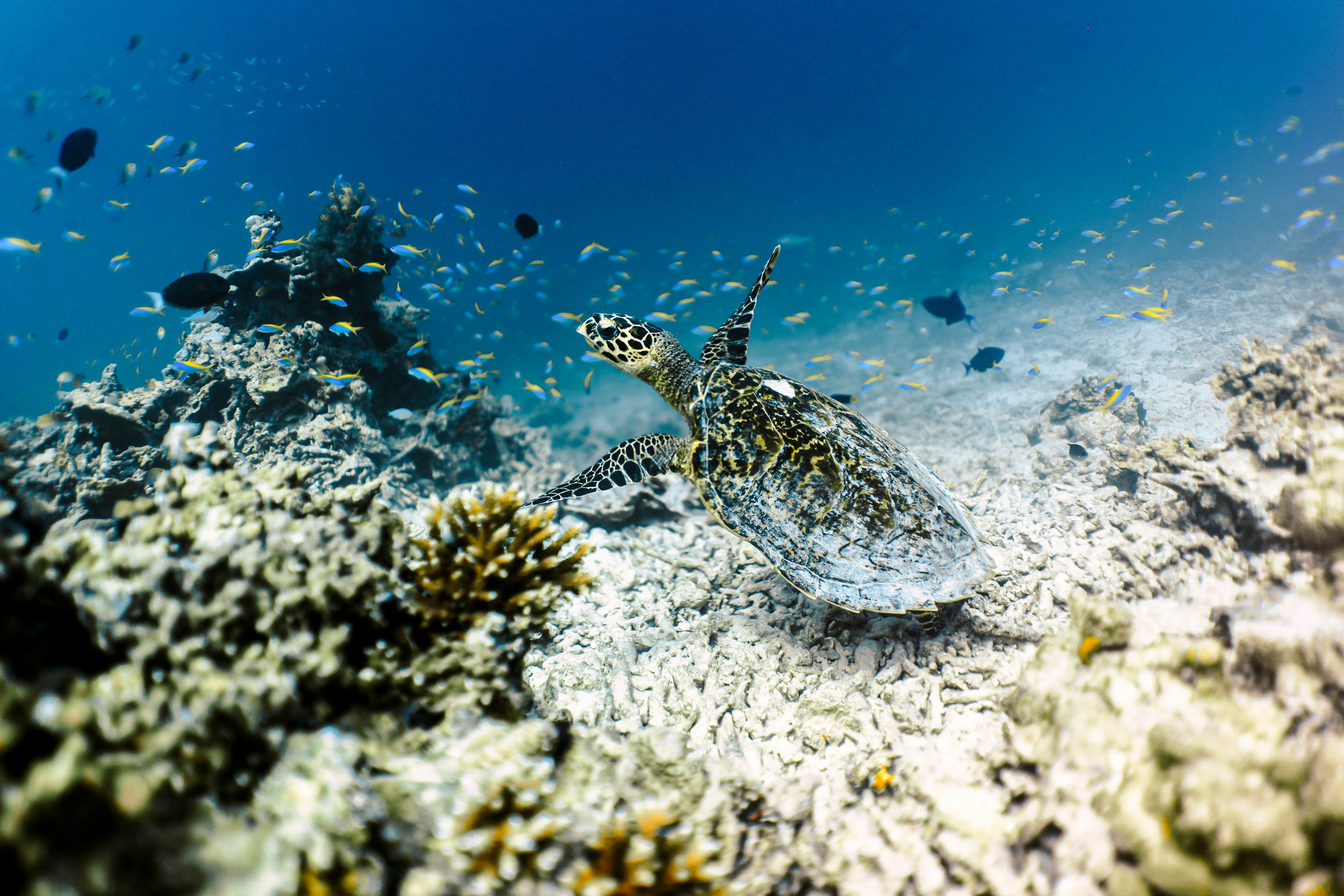 райские Мальдивы, 8 дней (10/111)