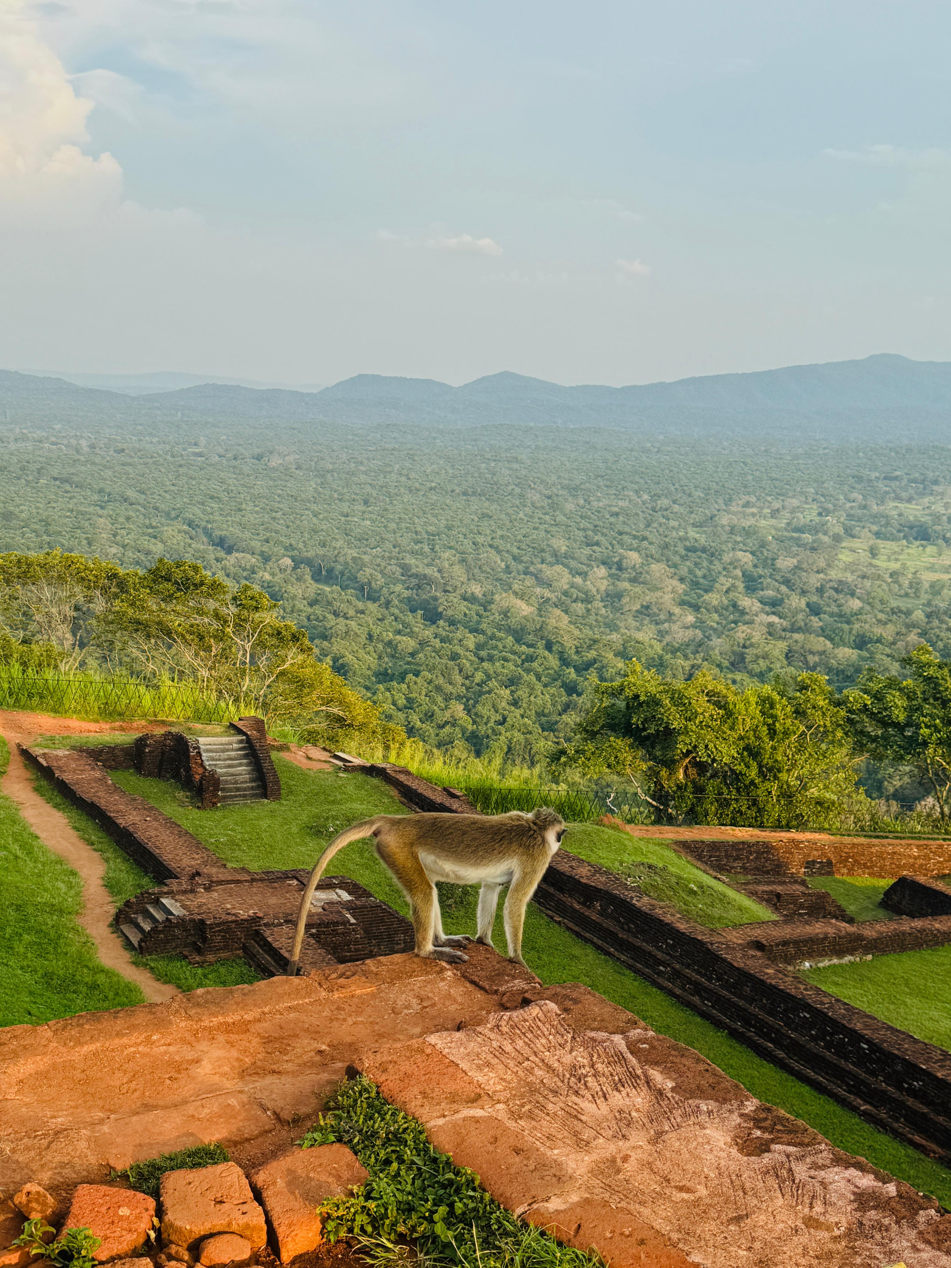 Шри-Ланка: Тур-Приключение Must-Visit (50/82)