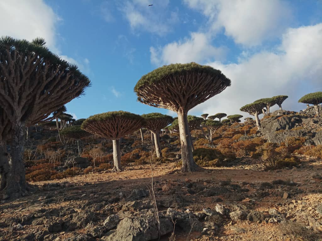 Уголок рая вдали от суеты  7 дн.Джидда 28.04-05.05 (28/65)