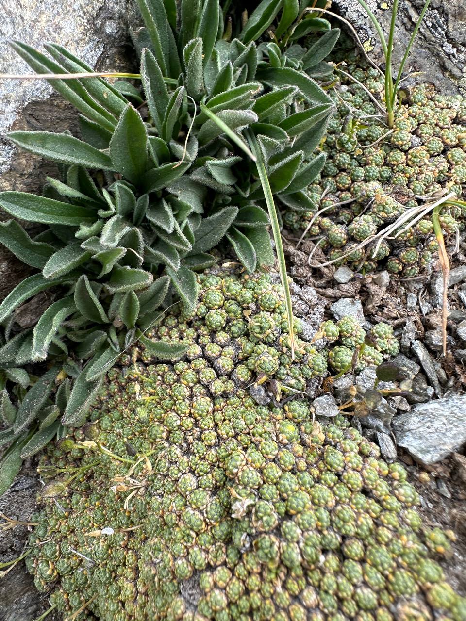 Трип по Карачаево-Черкесии! Домбай+Архыз с комфортом в мини-группе! (47/74)