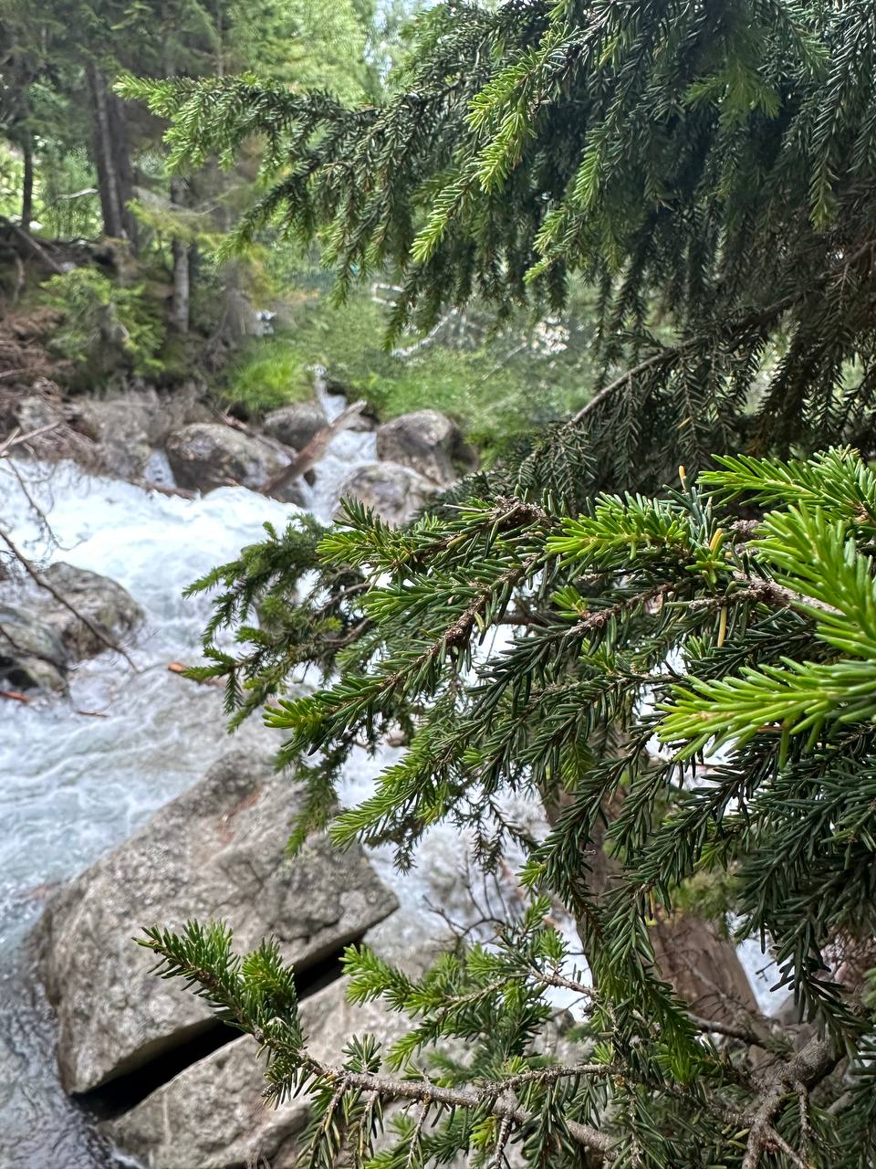 Трип по Карачаево-Черкесии! Домбай+Архыз с комфортом в мини-группе! (51/74)