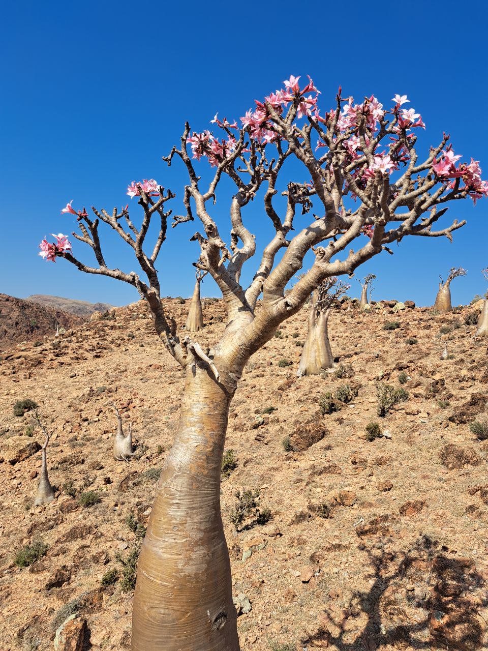Уголок рая вдали от суеты  7 дн.Джидда 28.04-05.05 (17/65)