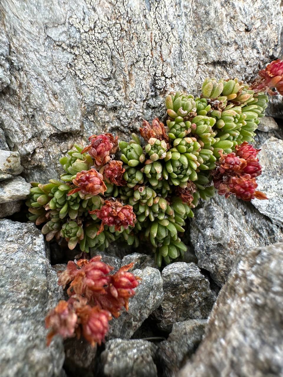 Трип по Карачаево-Черкесии! Домбай+Архыз с комфортом в мини-группе! (24/74)