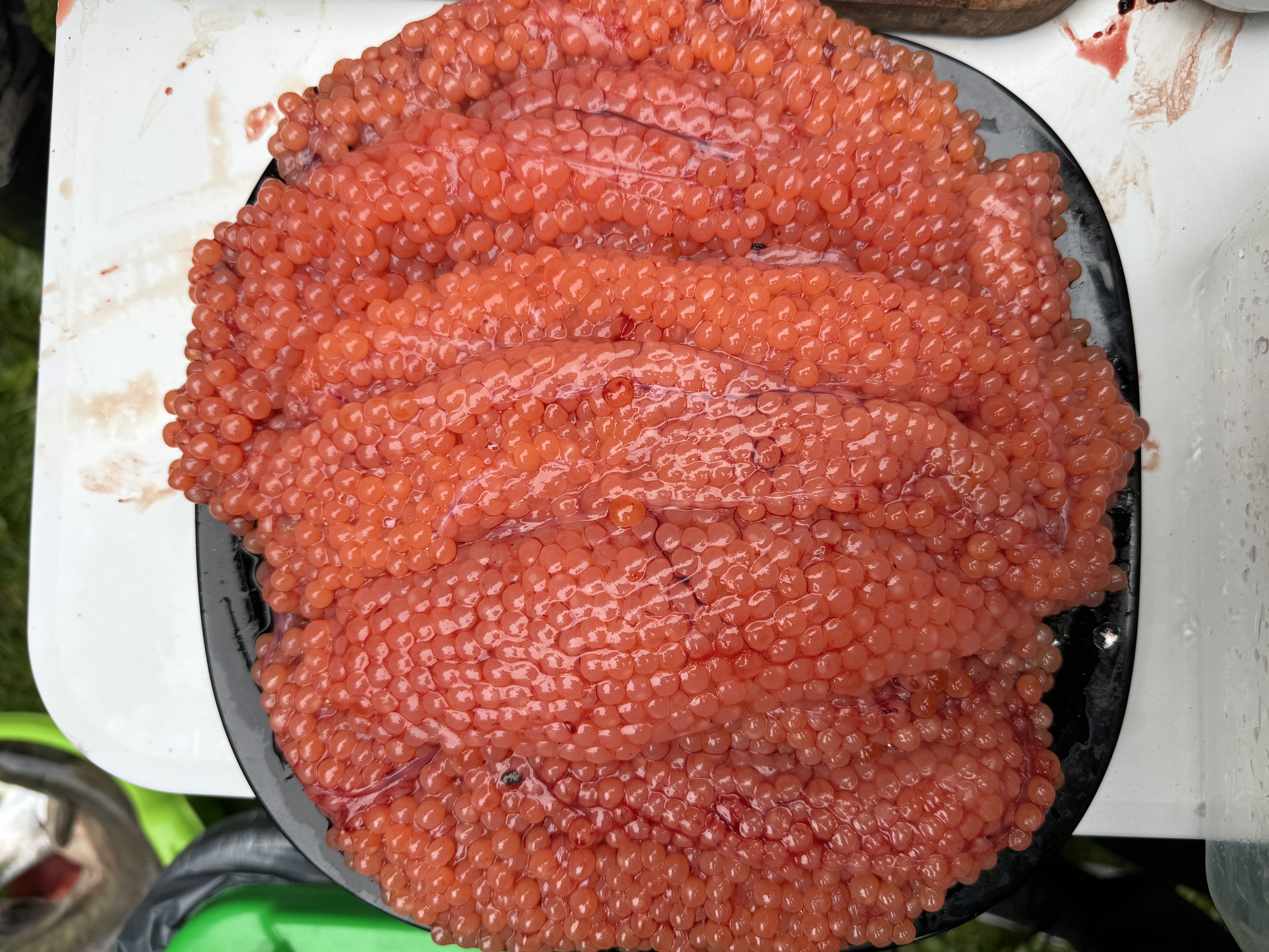 Камчатка: твое яркое знакомство с комфортом - Все включено (18/64)