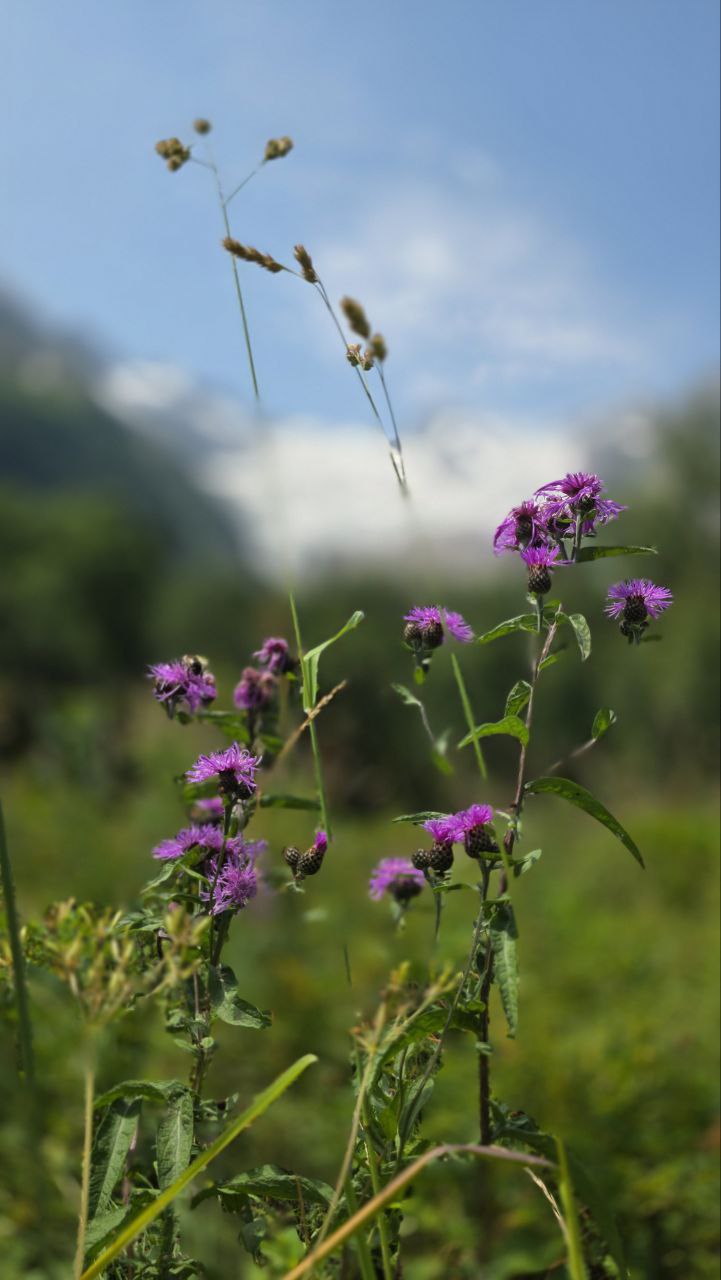 Трип по Карачаево-Черкесии! Домбай+Архыз с комфортом в мини-группе! (17/74)