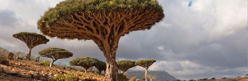 Уголок рая вдали от суеты  7 дн.Джидда 28.04-05.05 (6/65)