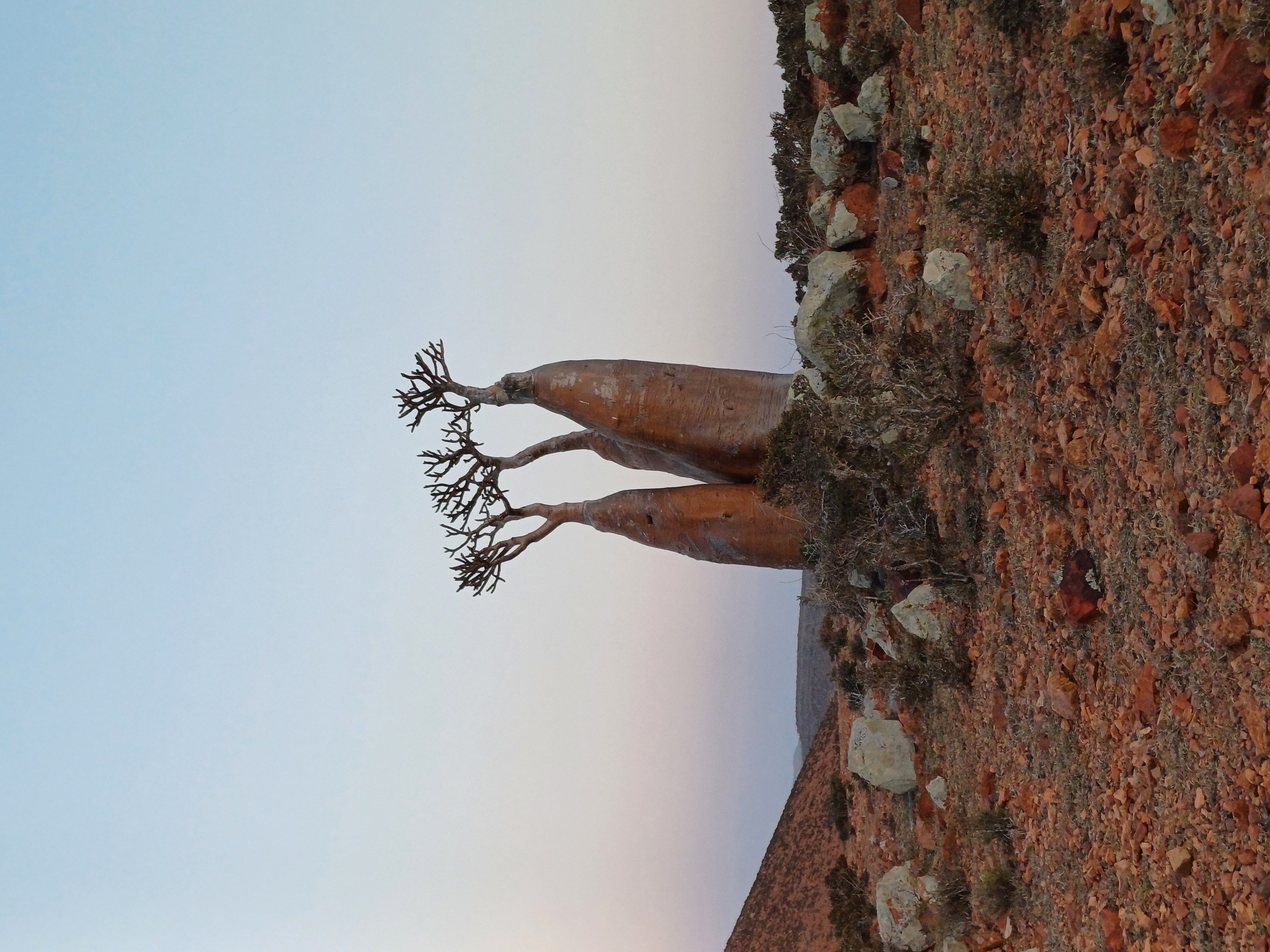 Уголок рая вдали от суеты  7 дн.Джидда 28.04-05.05 (23/65)