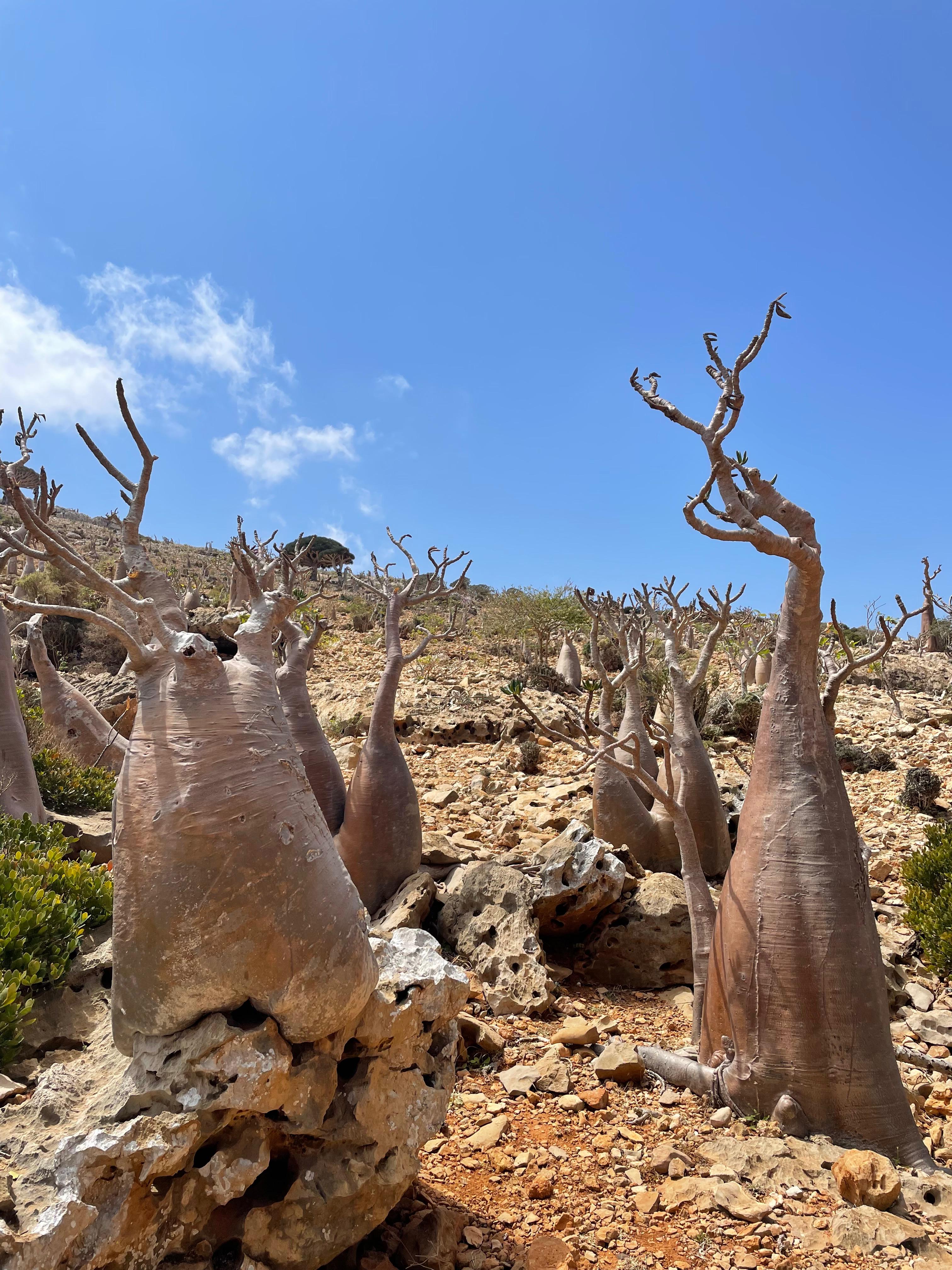 Уголок рая вдали от суеты  7 дн.Джидда 28.04-05.05 (20/65)