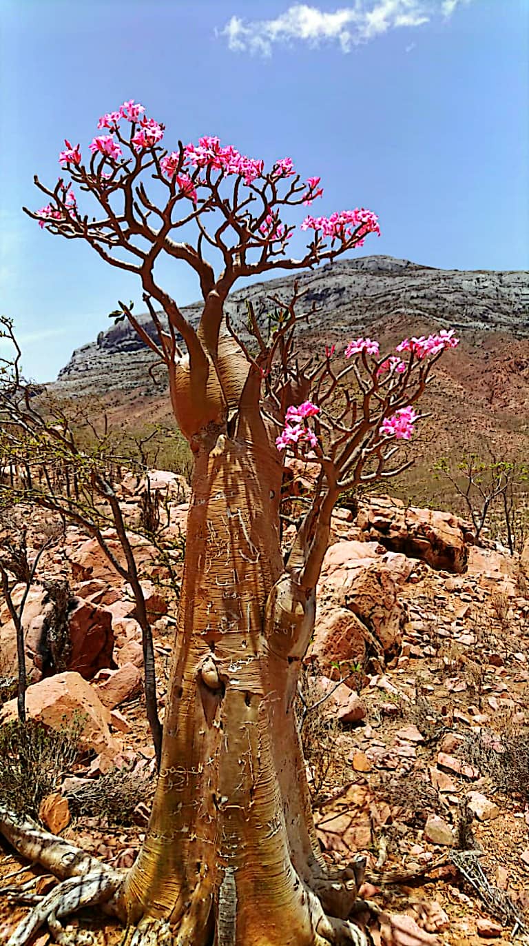 Уголок рая вдали от суеты  7 дн.Джидда 28.04-05.05 (13/65)