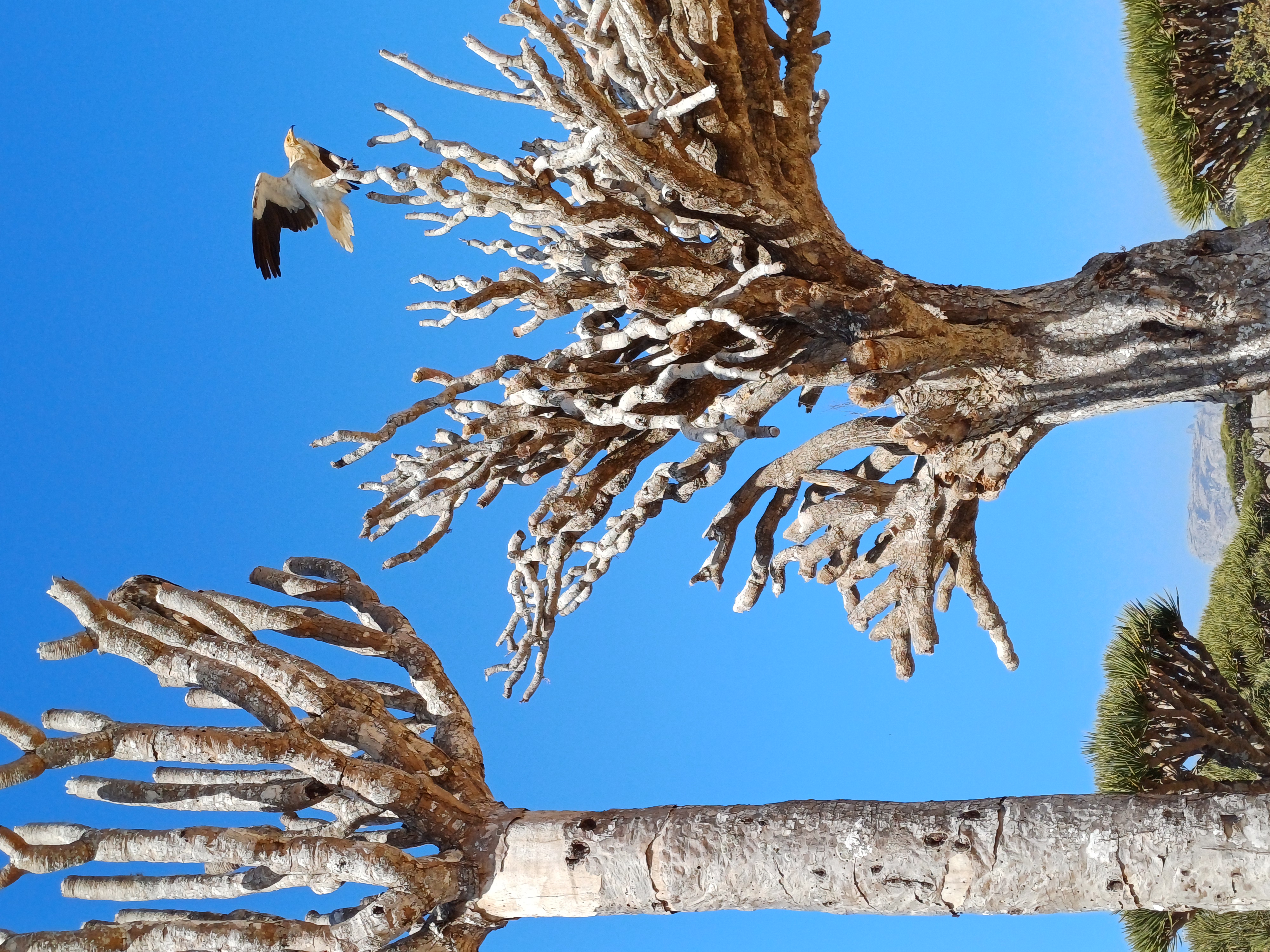 Уголок рая вдали от суеты  7 дн.Джидда 28.04-05.05 (35/65)