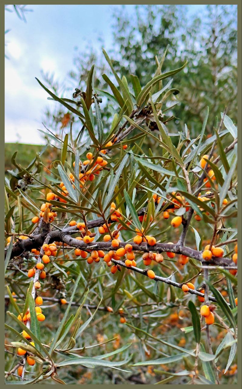 Wow! Тур по Кчр и Кбр. Кому реки по колено и горы по плечу! (24/62)