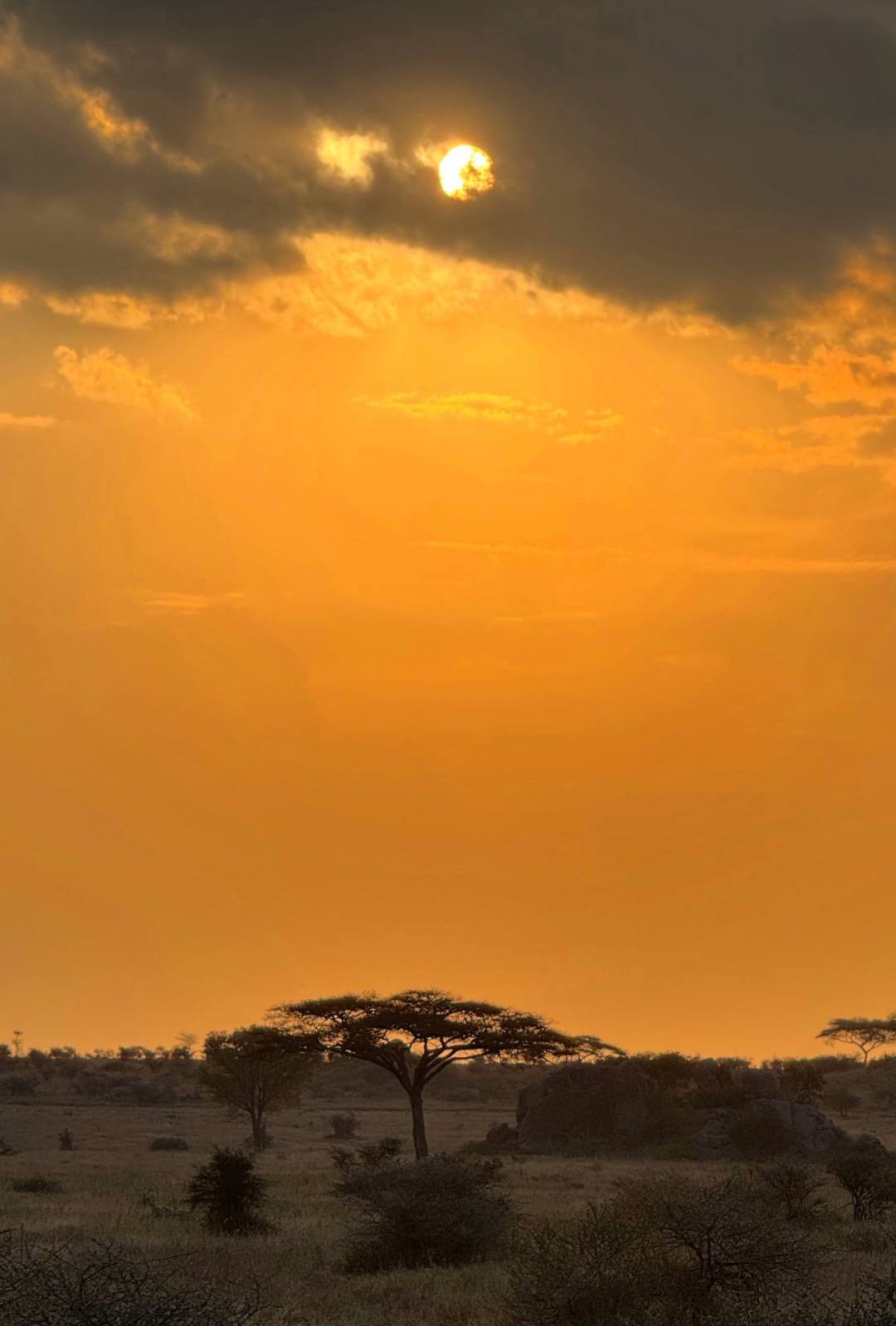 Жемчужина Африки: ваше Сафари в Серенгети, Большая пятёрка и океан Занзибара (14/47)