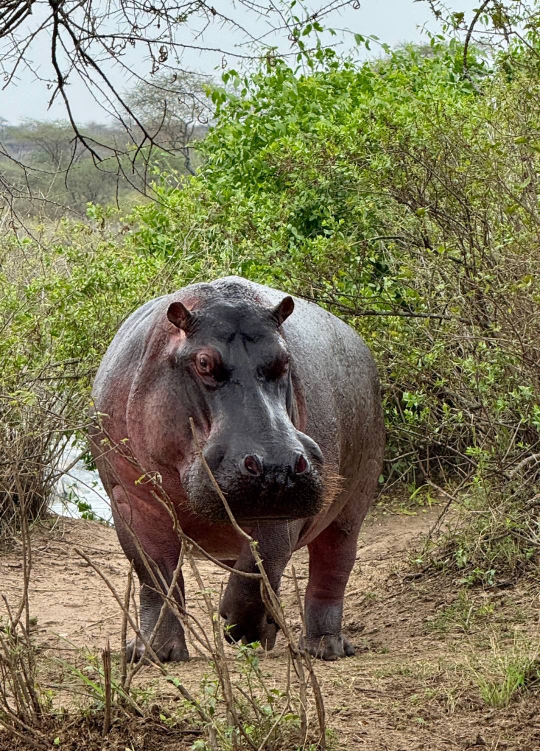 Жемчужина Африки: ваше Сафари в Серенгети, Большая пятёрка и океан Занзибара (7/47)