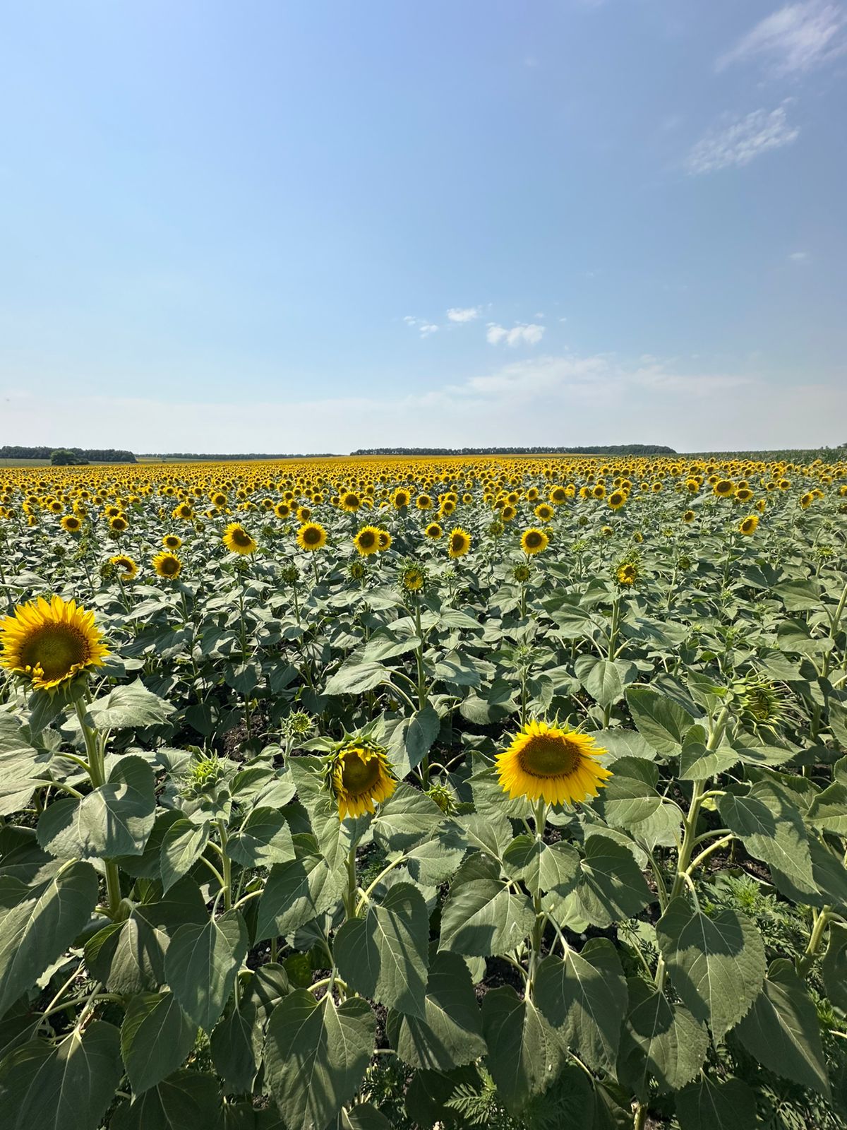 Домбай во всей красе! Тур, который влюбляет в горы! (49/80)