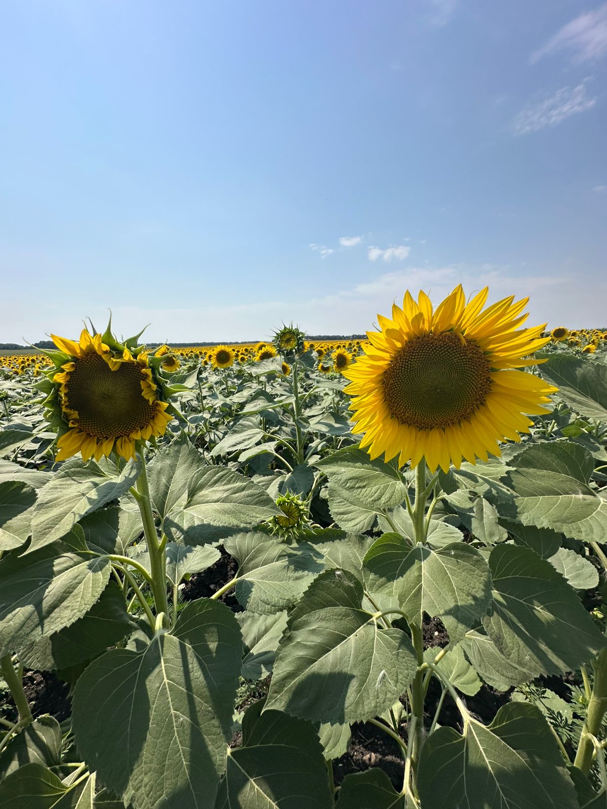 Домбай во всей красе: тур, который влюбляет в горы