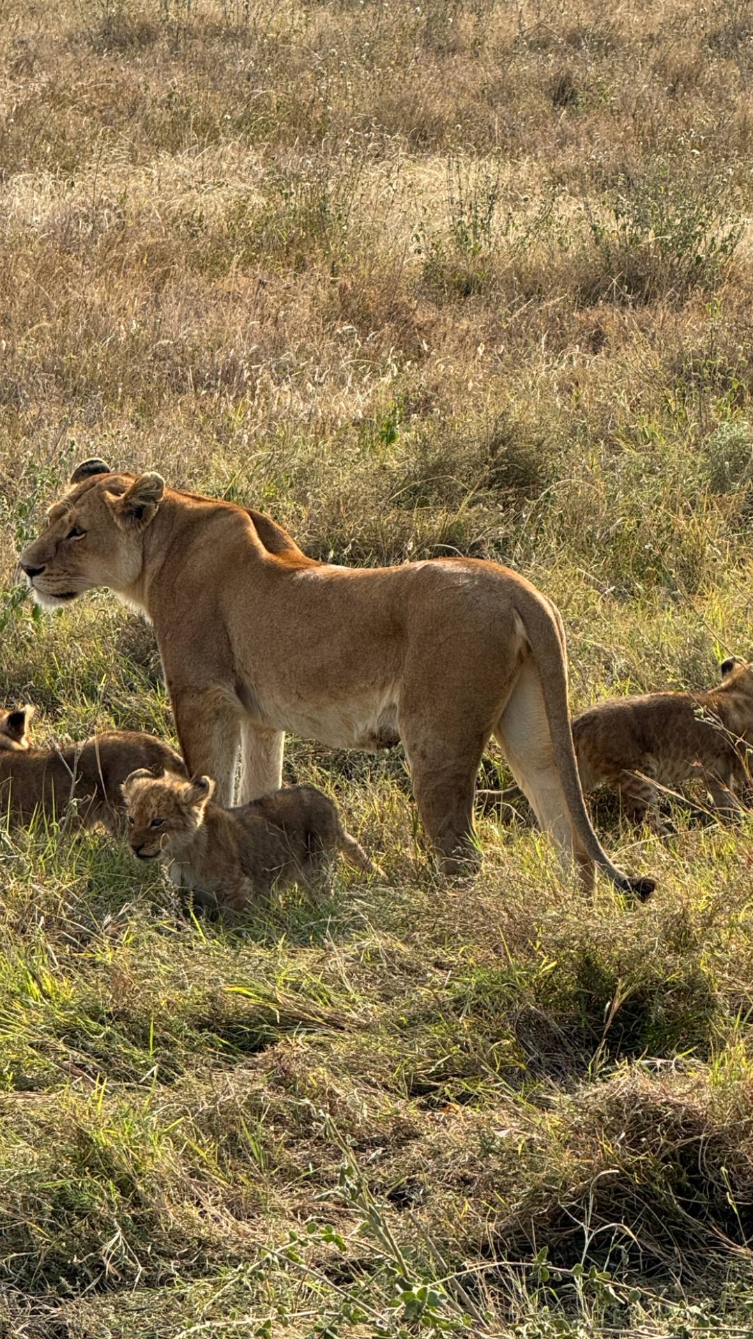 Жемчужина Африки: ваше Сафари в Серенгети, Большая пятёрка и океан Занзибара (10/47)