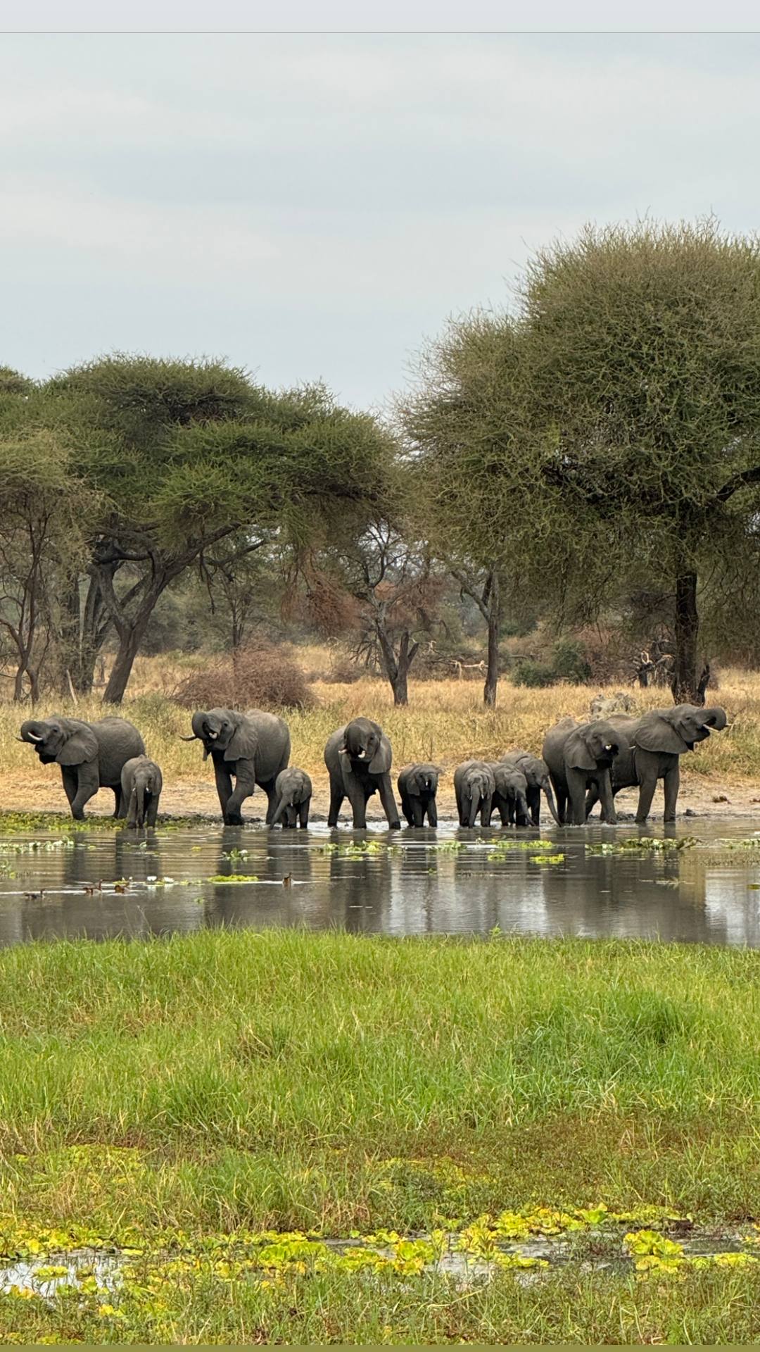 Жемчужина Африки: ваше Сафари в Серенгети, Большая пятёрка и океан Занзибара (15/47)