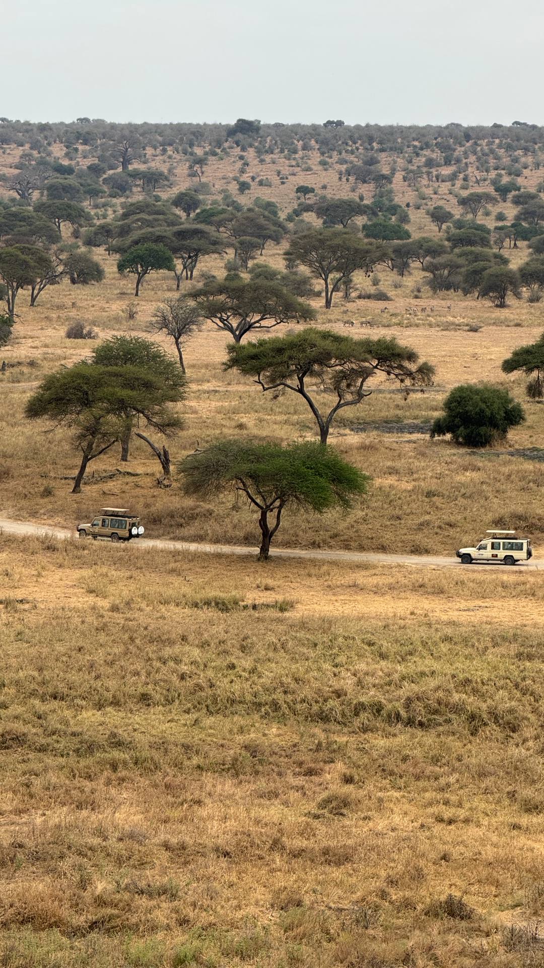 Жемчужина Африки: ваше Сафари в Серенгети, Большая пятёрка и океан Занзибара (16/47)