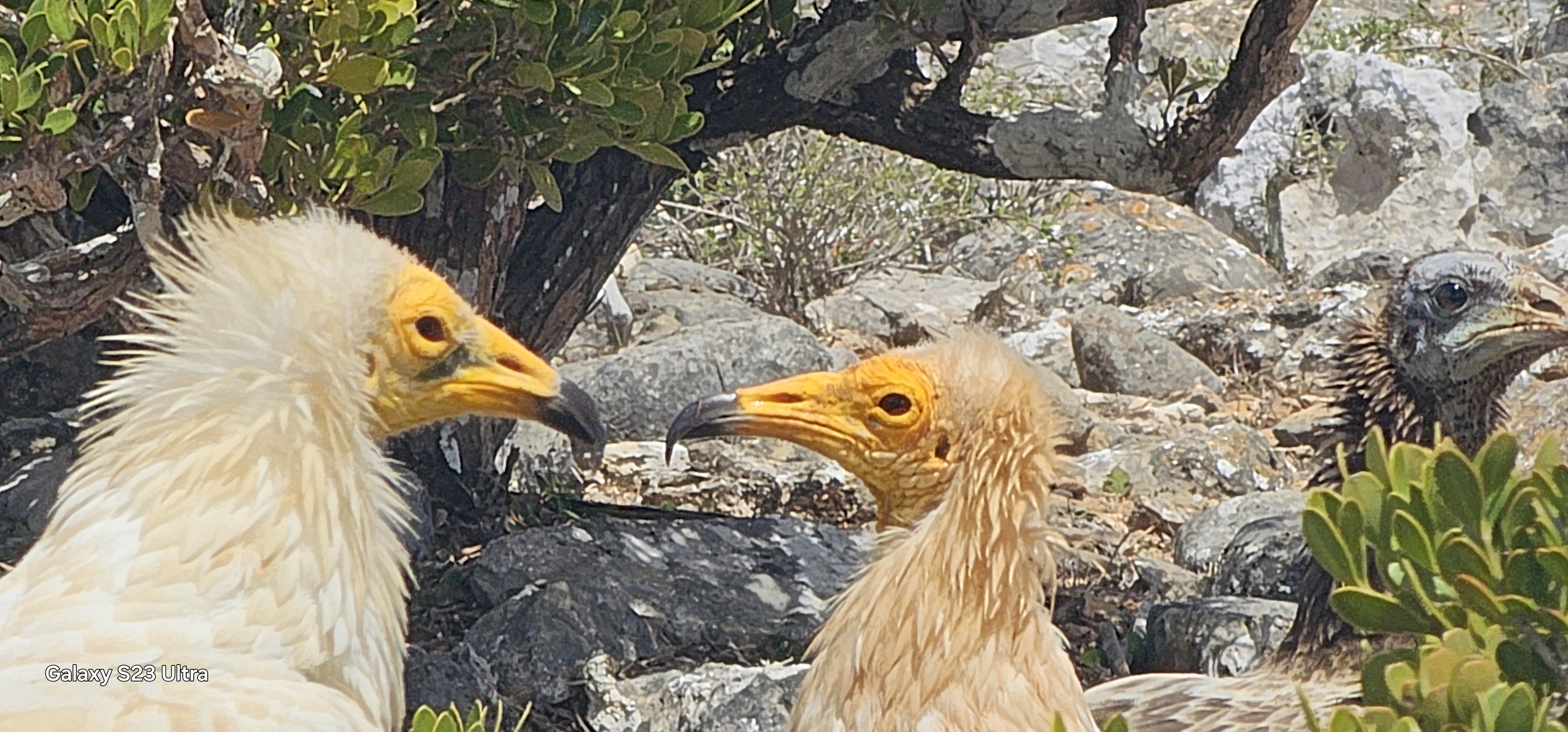 Уголок рая вдали от суеты  7 дн.Джидда 28.04-05.05 (22/65)