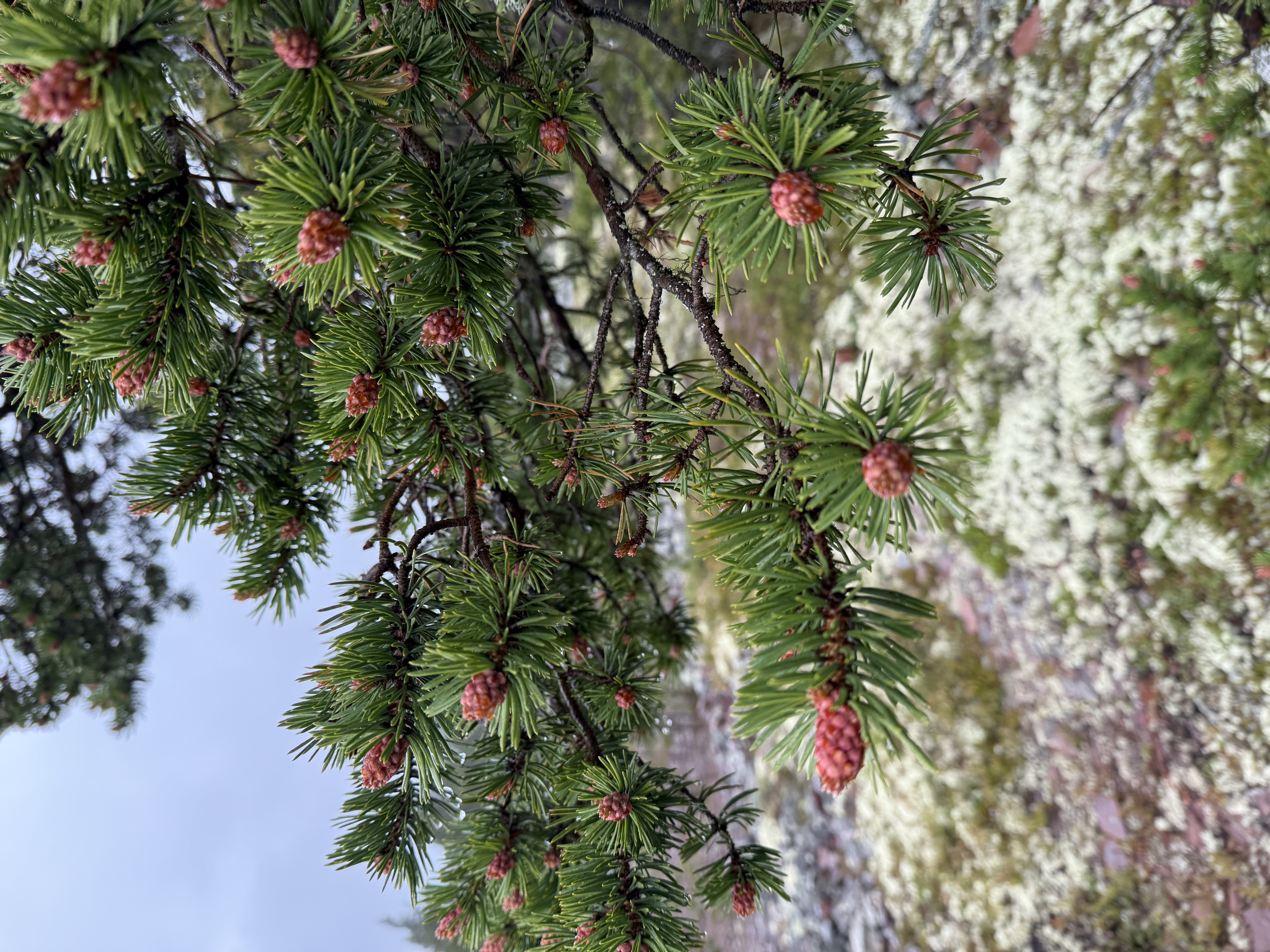 Сокровища Терского берега (14/28)