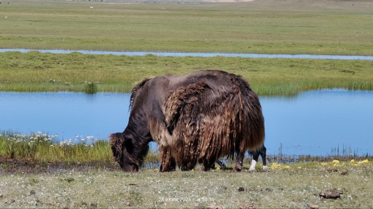 В Монголию к озеру Хубсугул (49/68)