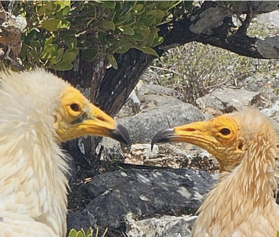 Уголок рая вдали от суеты  7 дн.Джидда 28.04-05.05 (39/65)