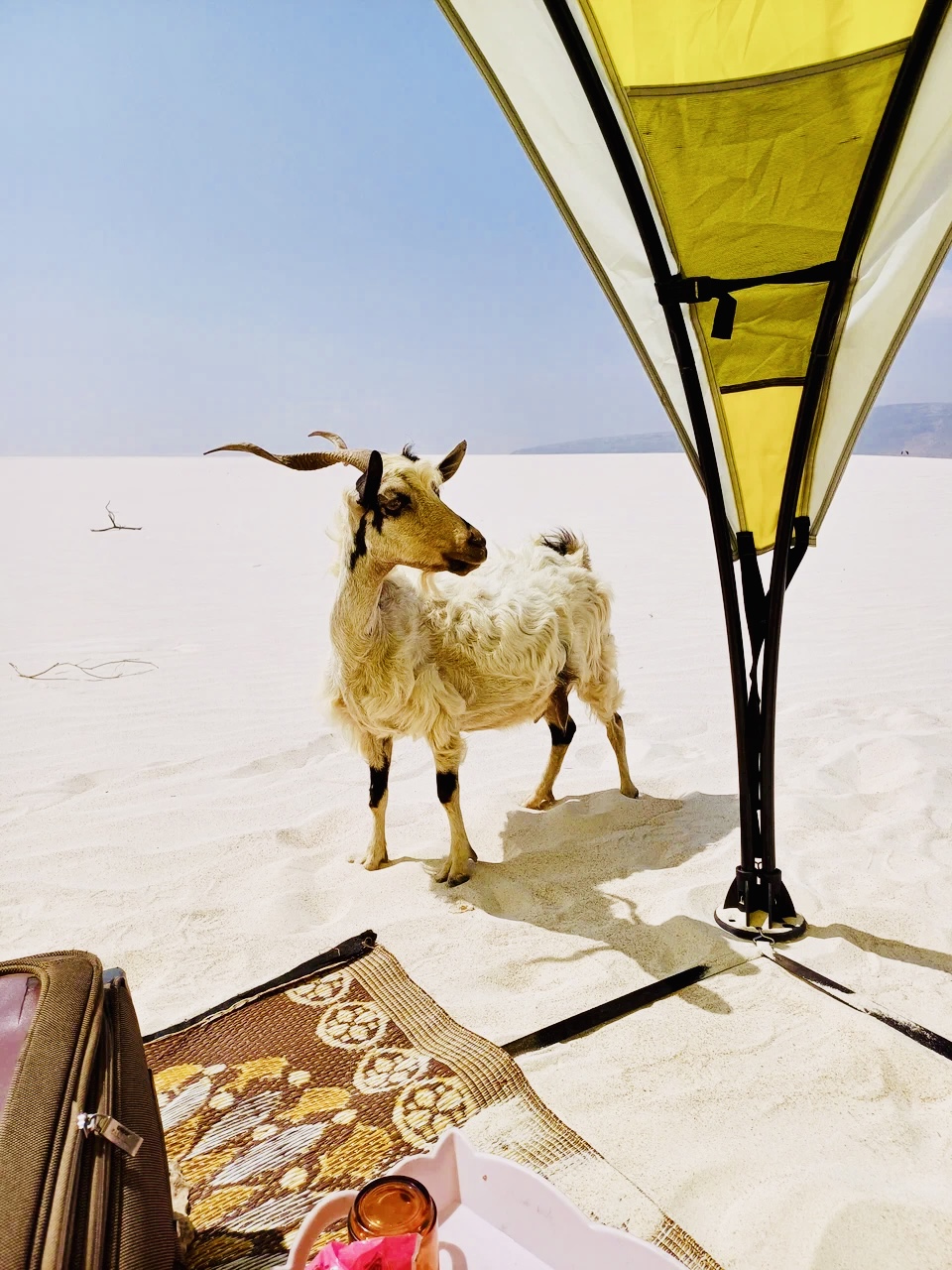 Новый Год (доп. группа) на Сокотре-обещание нового начала. 8 дней