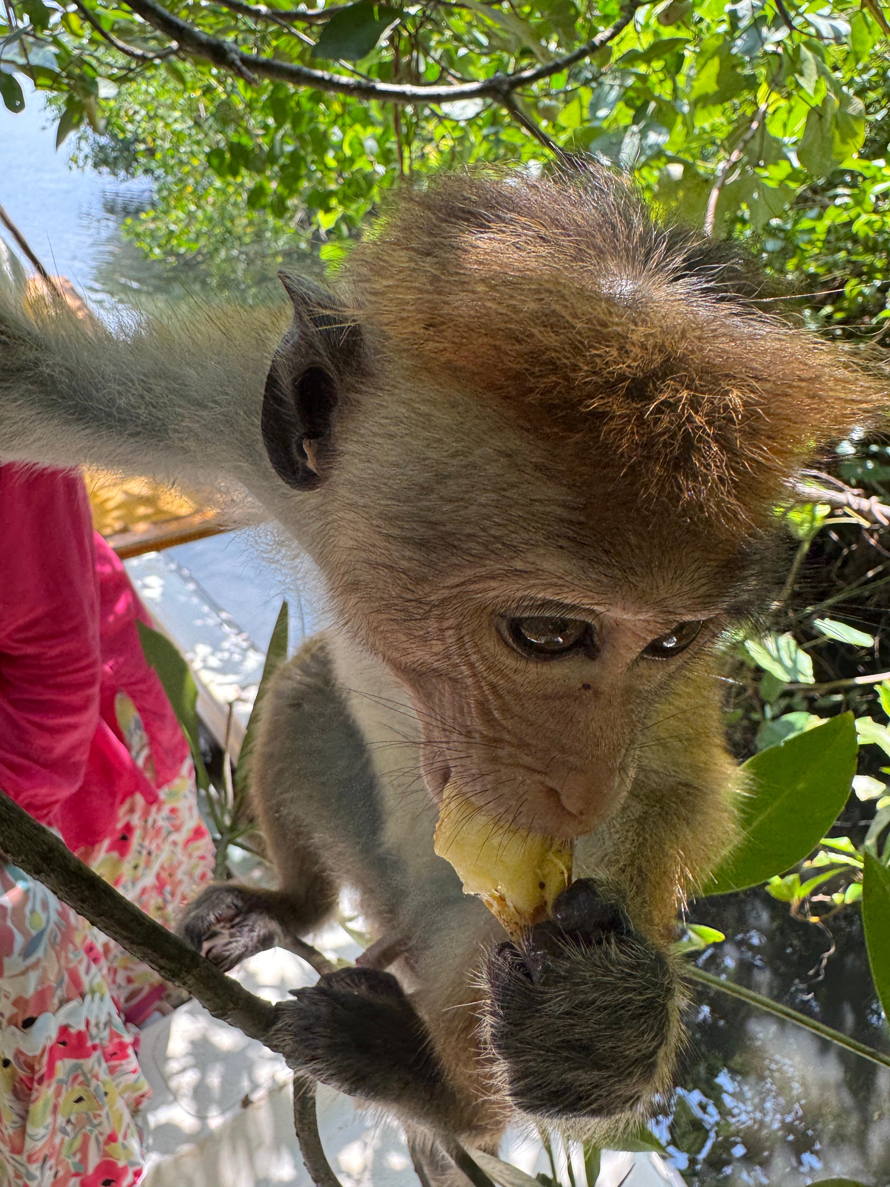 Все Самое Интересное На Шри-Ланке За 5 Дней (8/28)