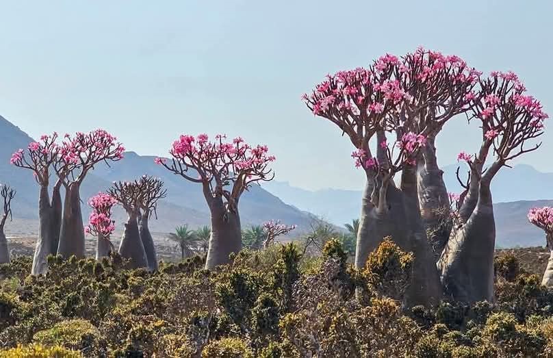 Уголок рая вдали от суеты  7 дн.Джидда 28.04-05.05 (43/65)