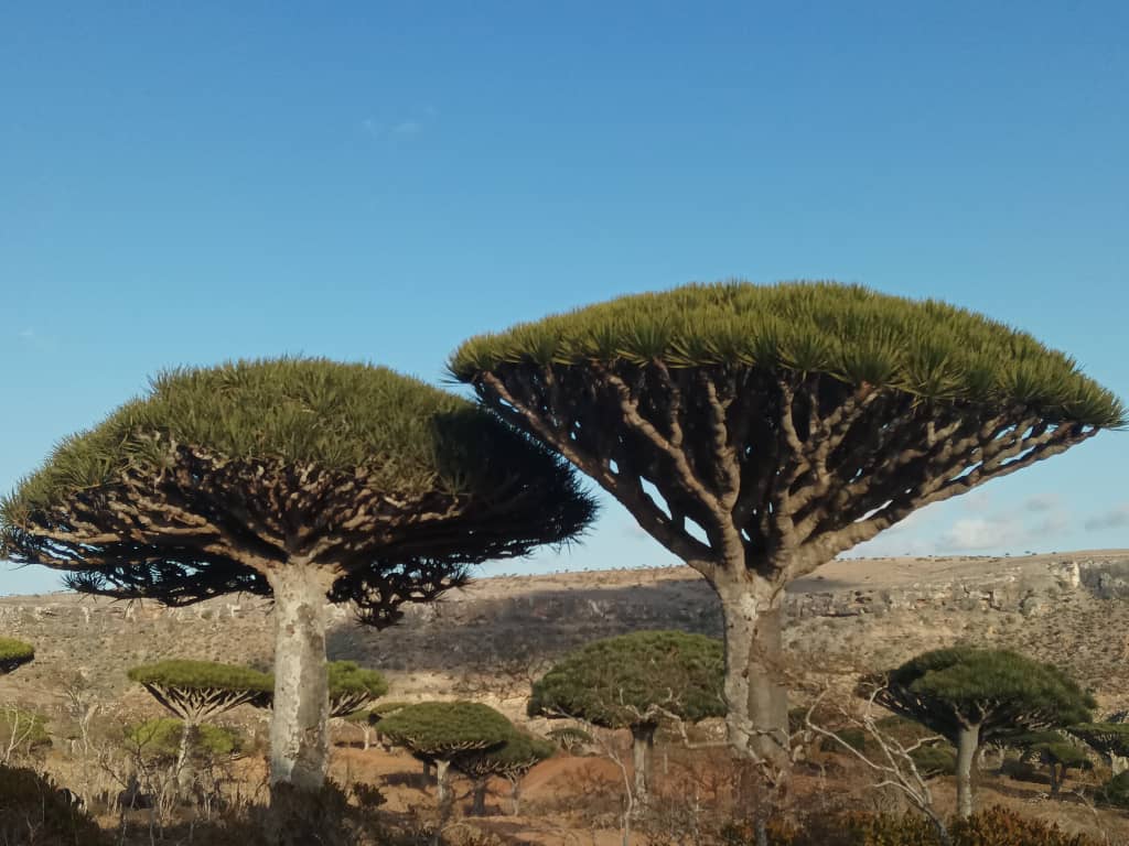 Сокотра - Где звезды кажутся ближе. 10 дней. Треккинг (41/76)