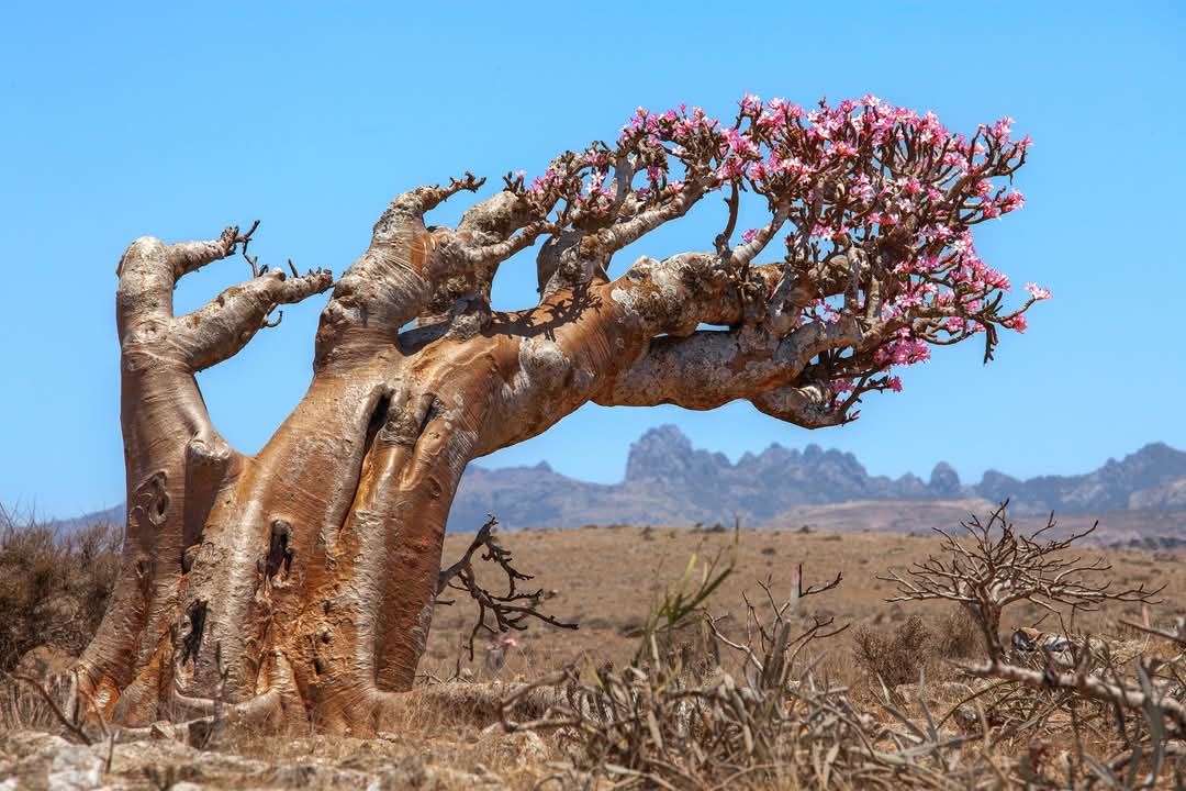 Сокотра - Где звезды кажутся ближе. 10 дней. Треккинг (31/76)