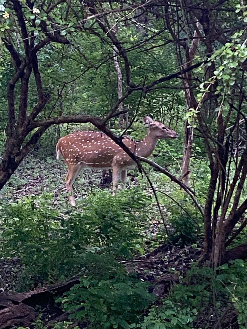 Все Самое Интересное На Шри-Ланке За 5 Дней (14/28)