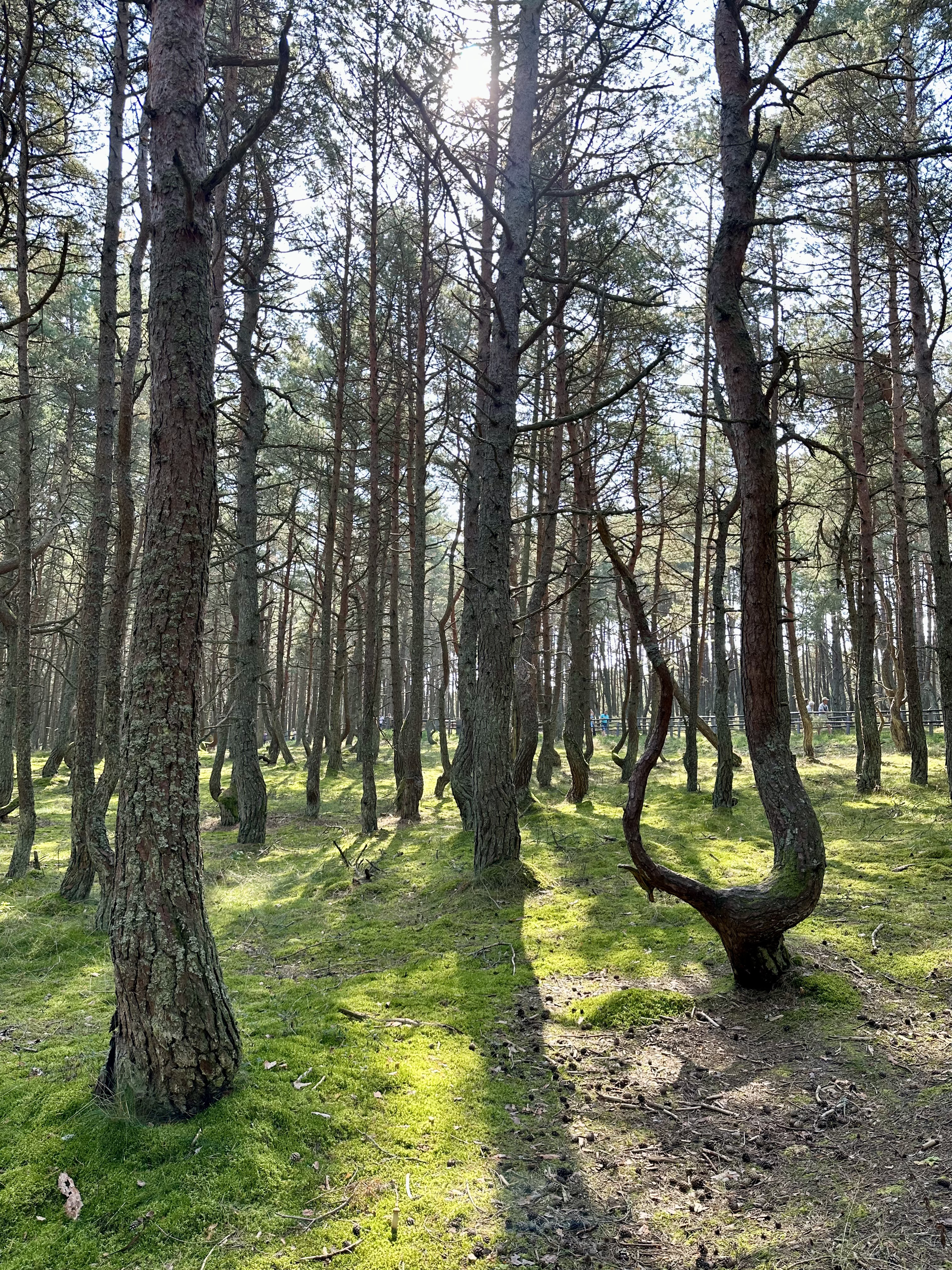 Двойное удовольствие: Калининград и Кранц (15/16)
