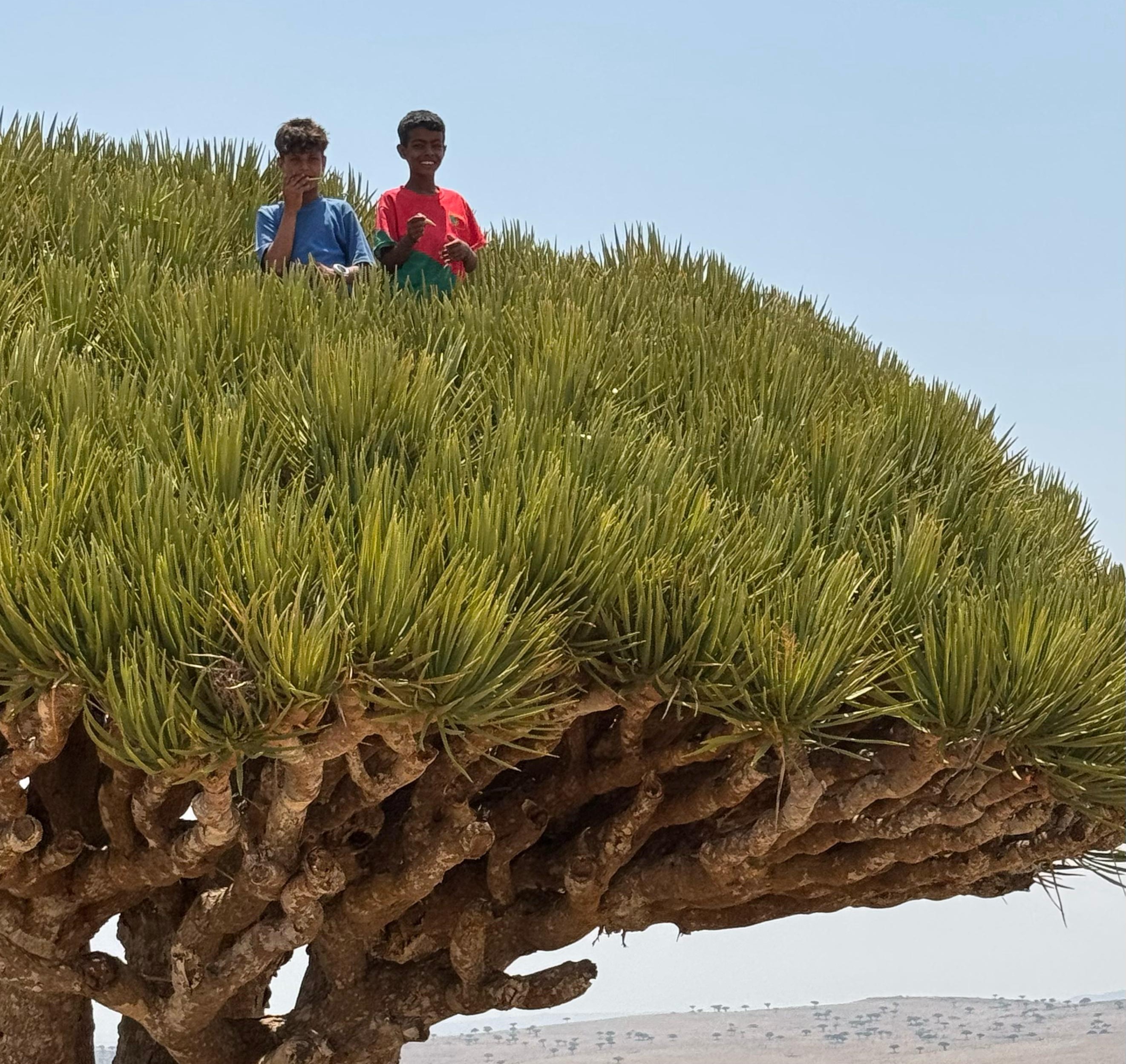 Новый Год (доп.группа) на Сокотре-обещание нового начала. 8 дней (37/88)