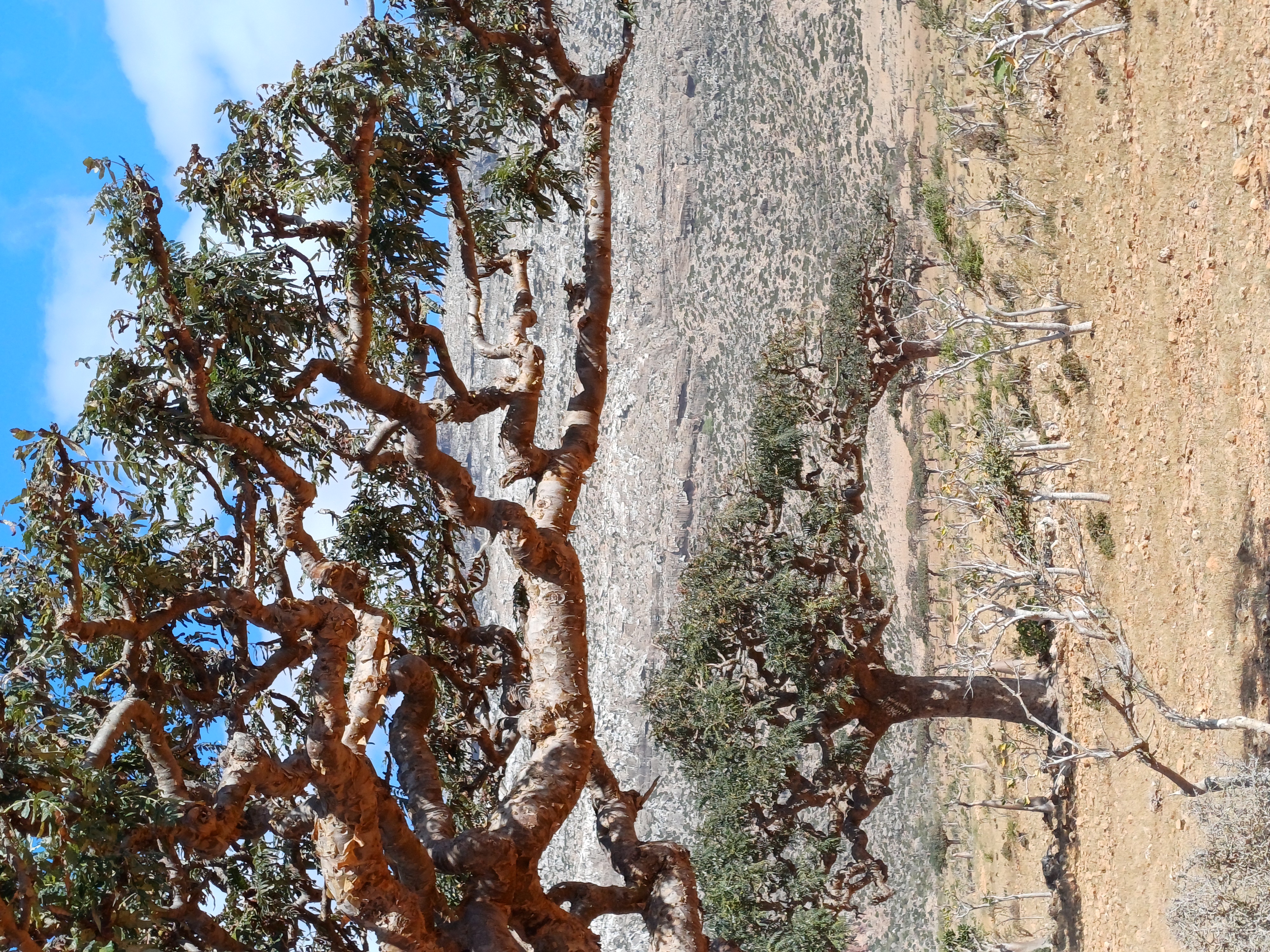 Новый Год (доп.группа) на Сокотре-обещание нового начала. 8 дней (50/88)