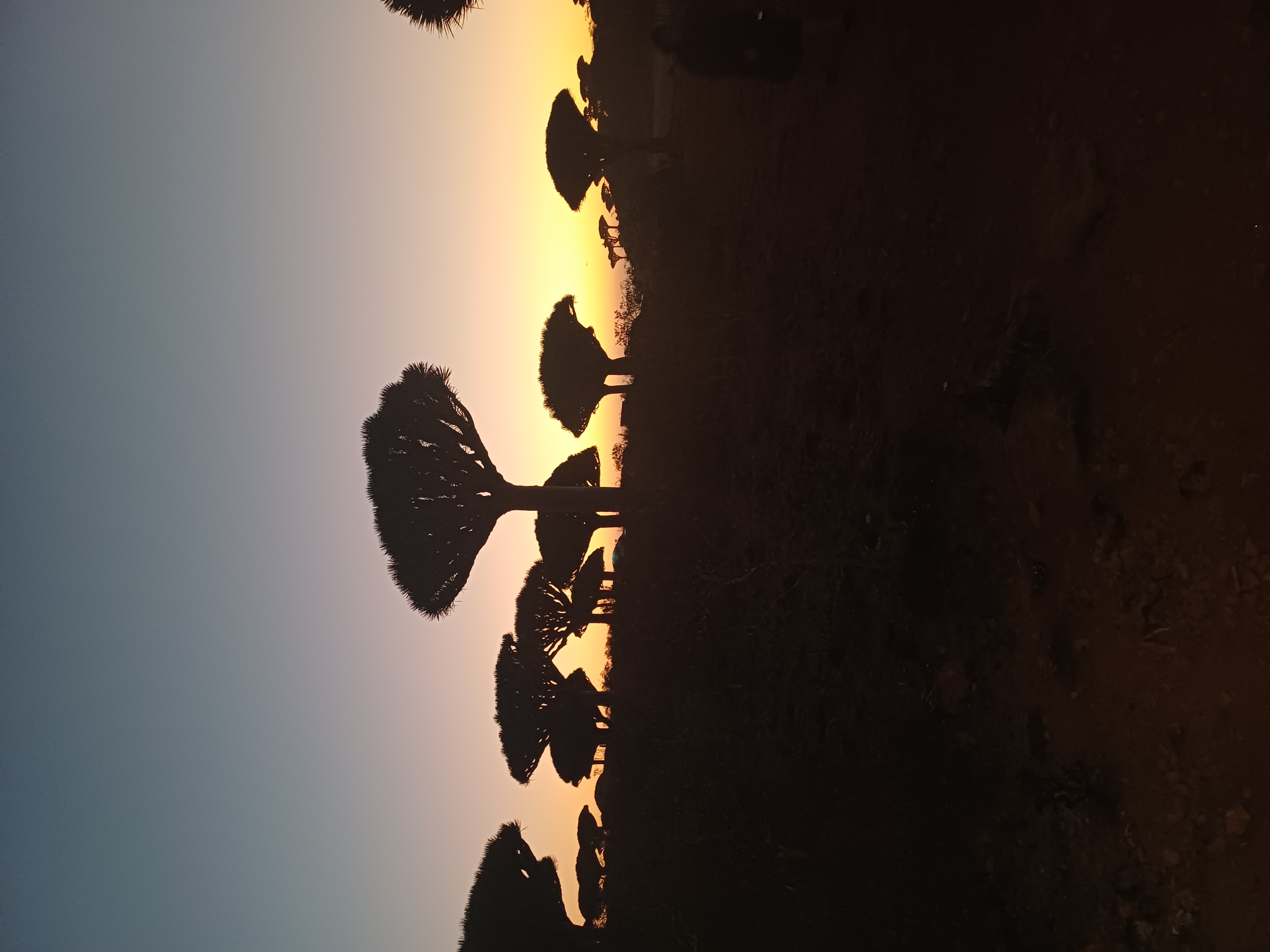 Новый Год (доп.группа) на Сокотре-обещание нового начала. 8 дней (56/88)