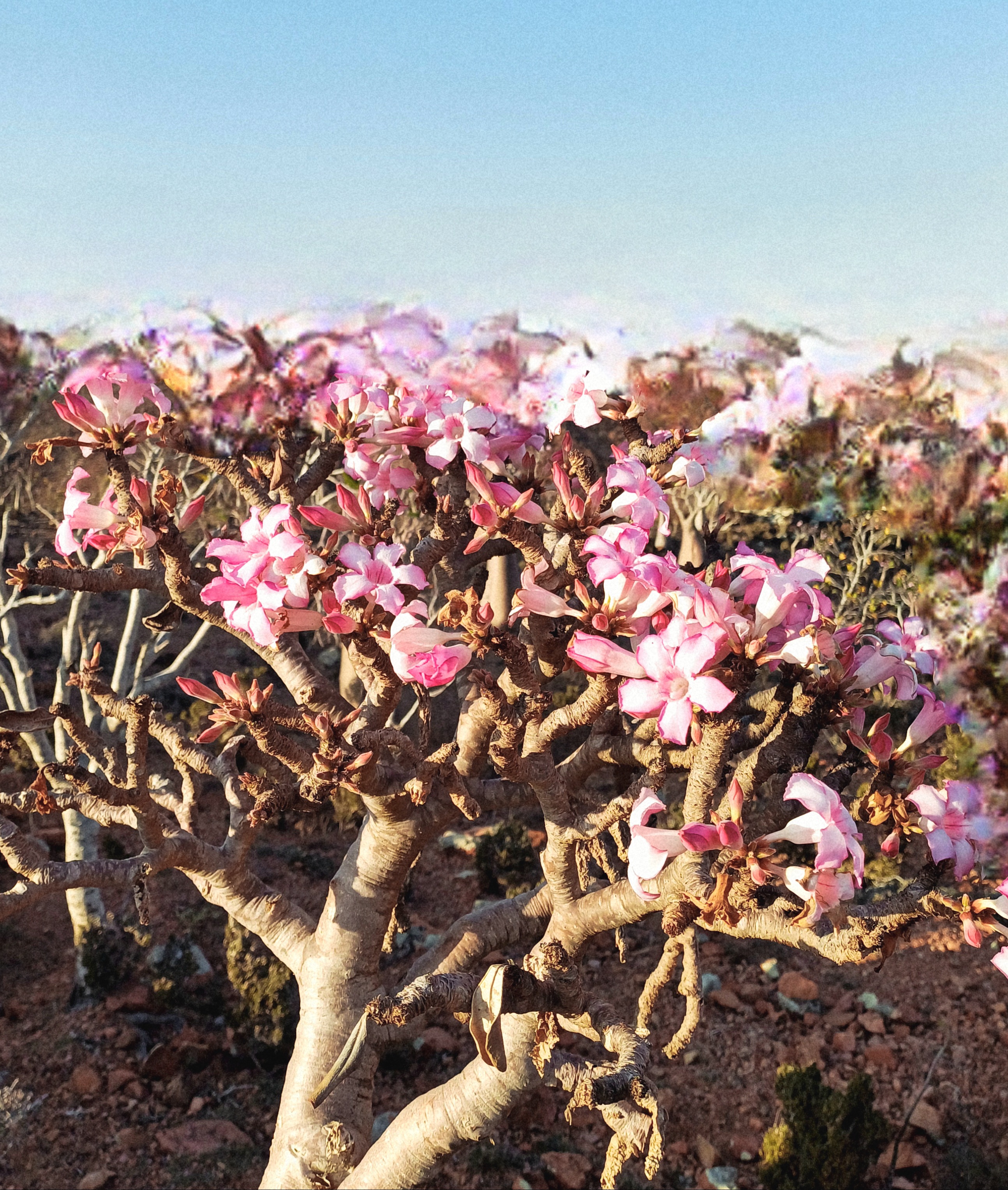 Уголок рая вдали от суеты  7 дн.Джидда 28.04-05.05 (44/65)