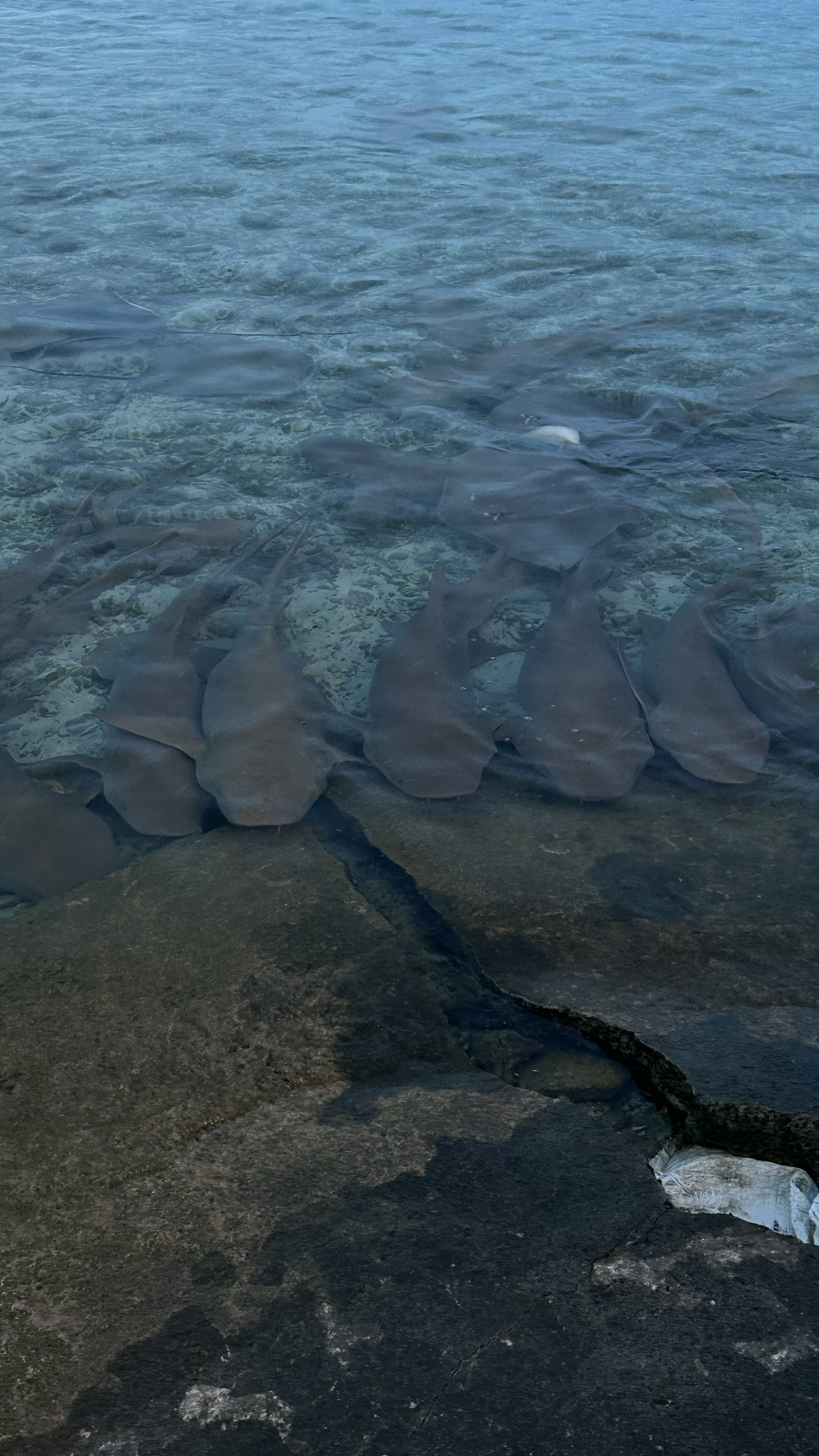 Мальдивы. Снорклинг & Фридайвинг: манты и акулы-няньки (4/9)