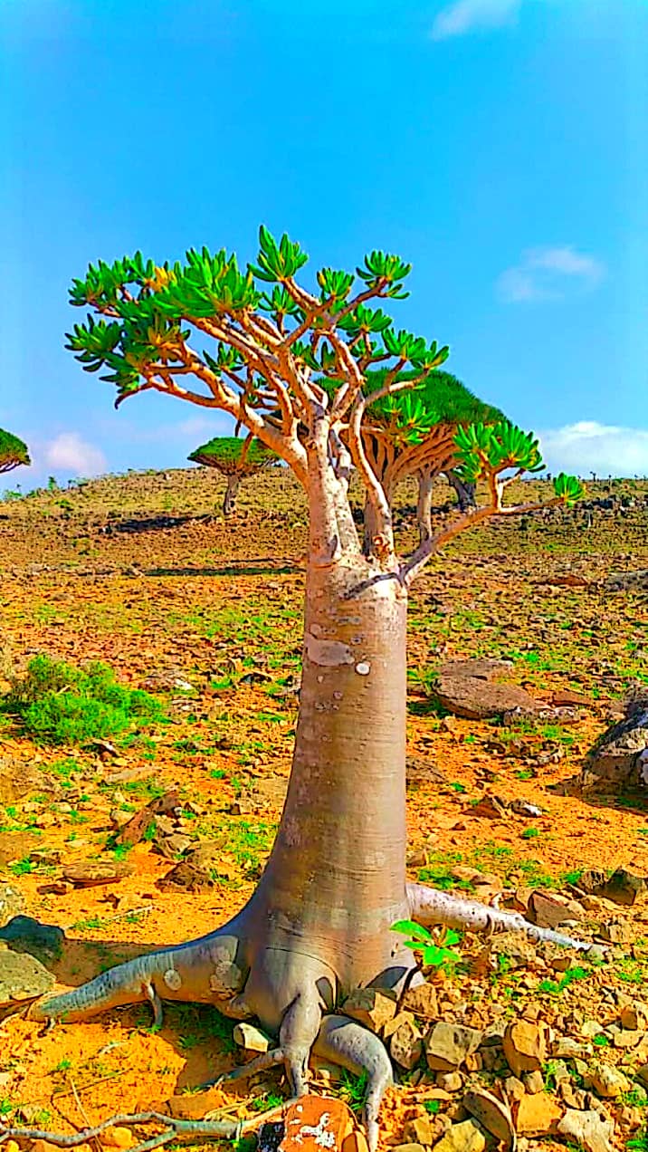 Новый Год (доп.группа) на Сокотре-обещание нового начала. 8 дней (46/88)