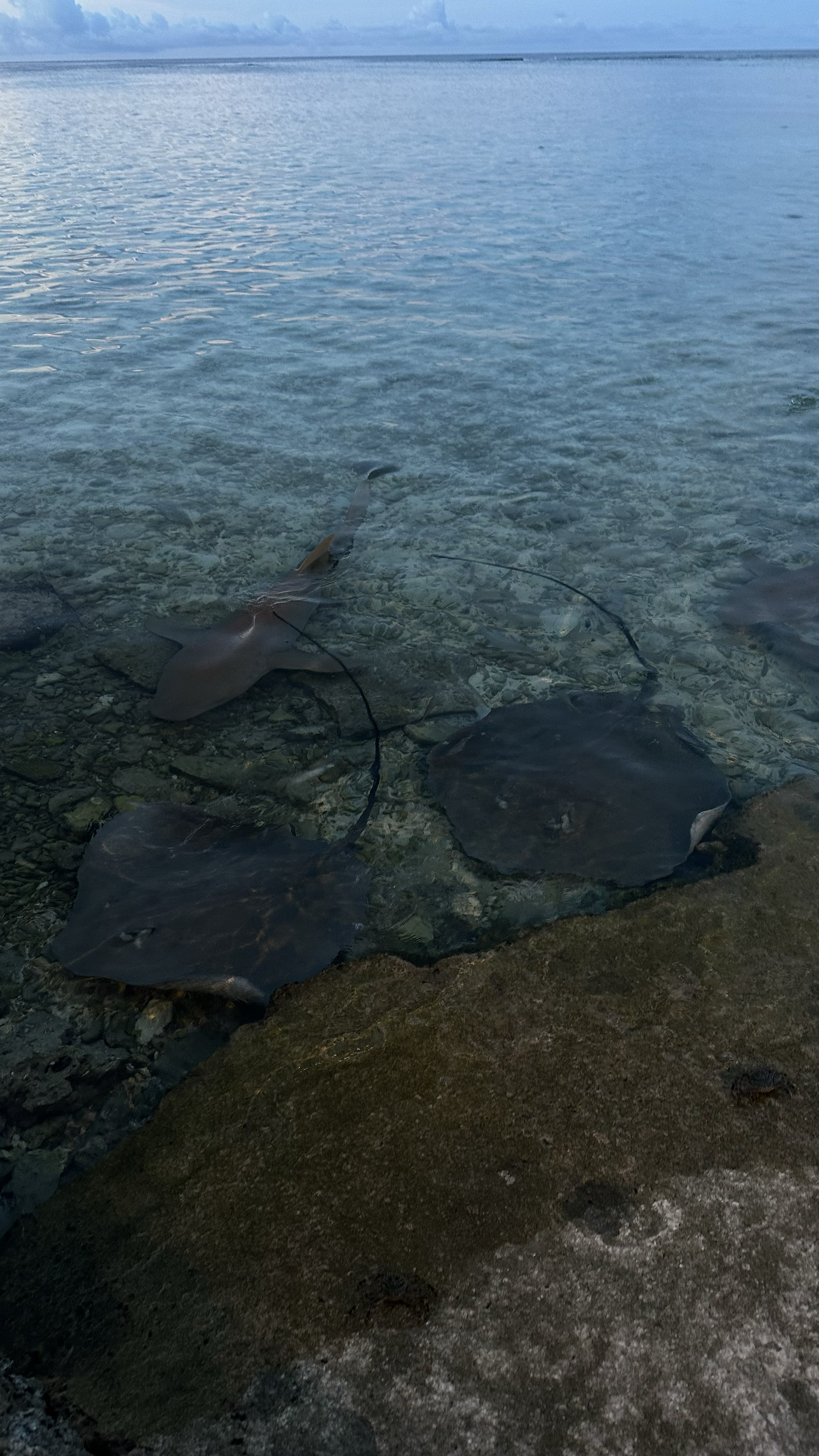 Мальдивы. Снорклинг & Фридайвинг: манты и акулы-няньки (5/9)