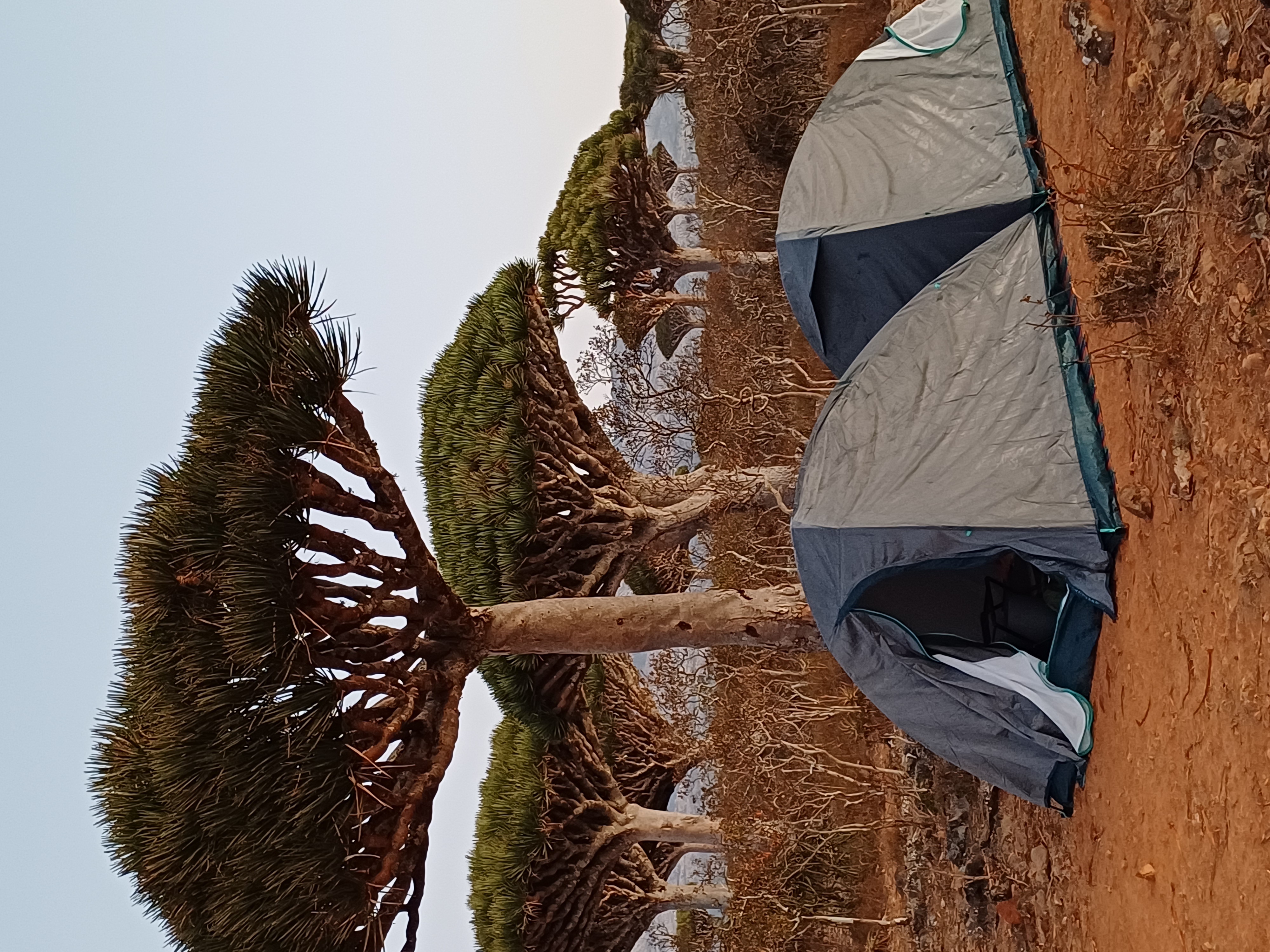 Новый Год (доп.группа) на Сокотре-обещание нового начала. 8 дней (57/88)