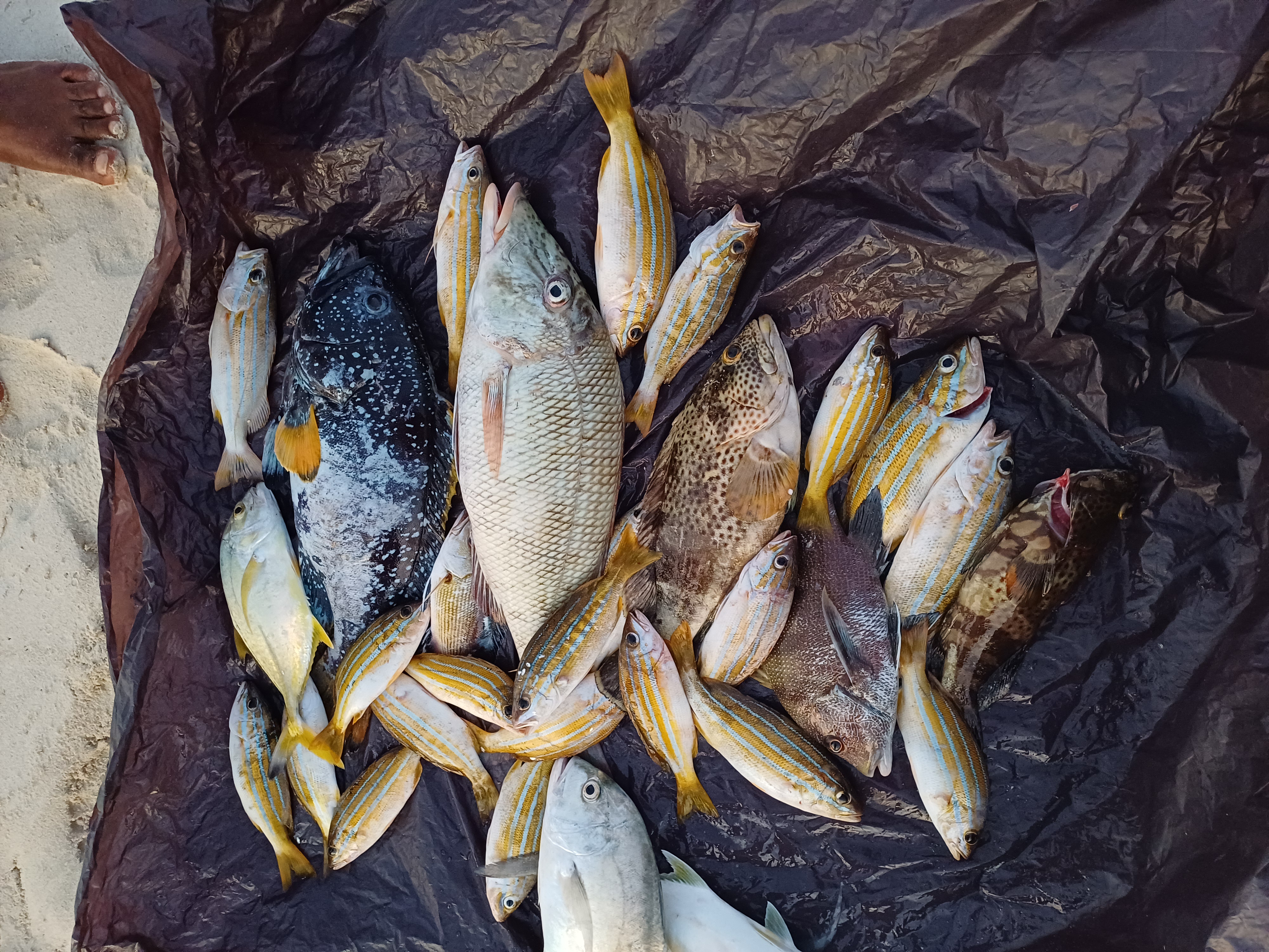 Новый Год (доп.группа) на Сокотре-обещание нового начала. 8 дней (54/88)