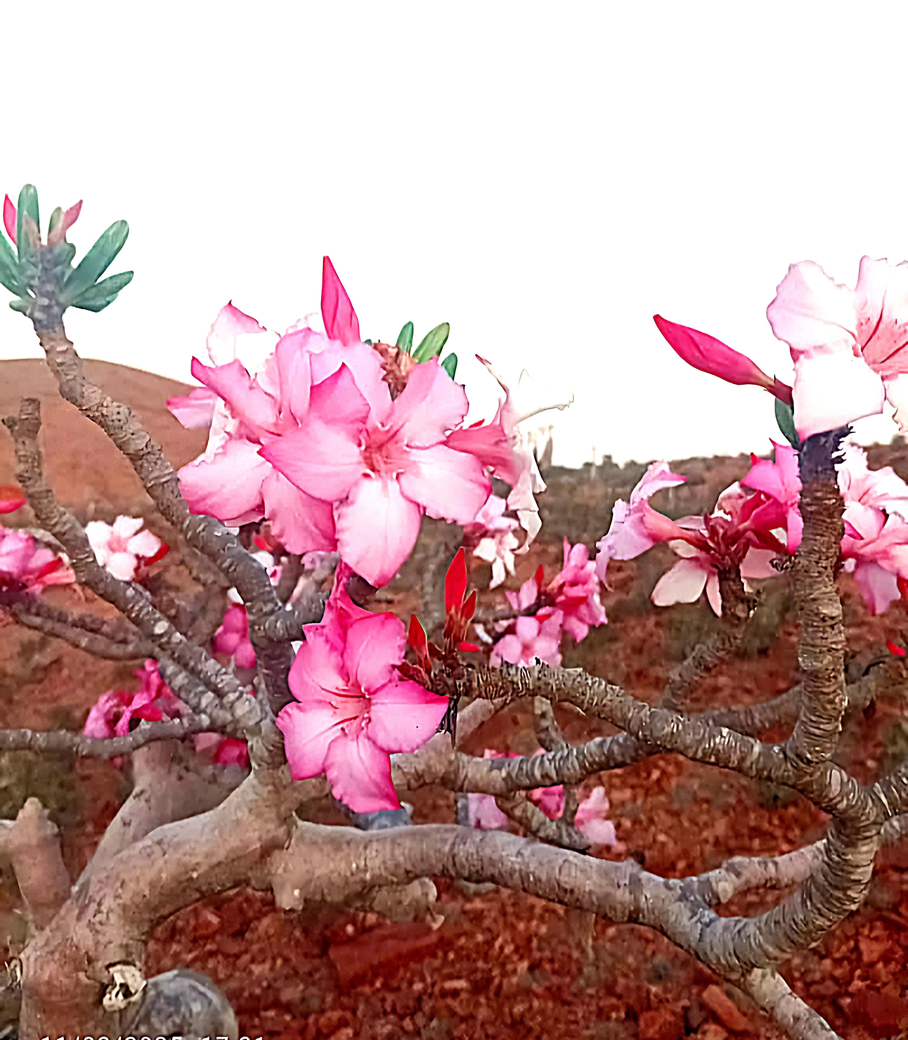 Новый Год (доп.группа) на Сокотре-обещание нового начала. 8 дней (39/88)